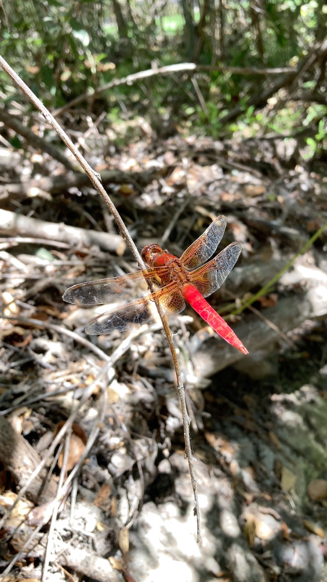 Neon skimmer (Libellula croceipennis), a bright red dragonfly with orange wing veins at the bases of its otherwise clear wings, resting on a twig, at Oak Riparian Park next to Calavera Creek, from a late morning walk on the trails at Calavera Ecological Preserve in Vista, California, on August 27 2024, photo by me.