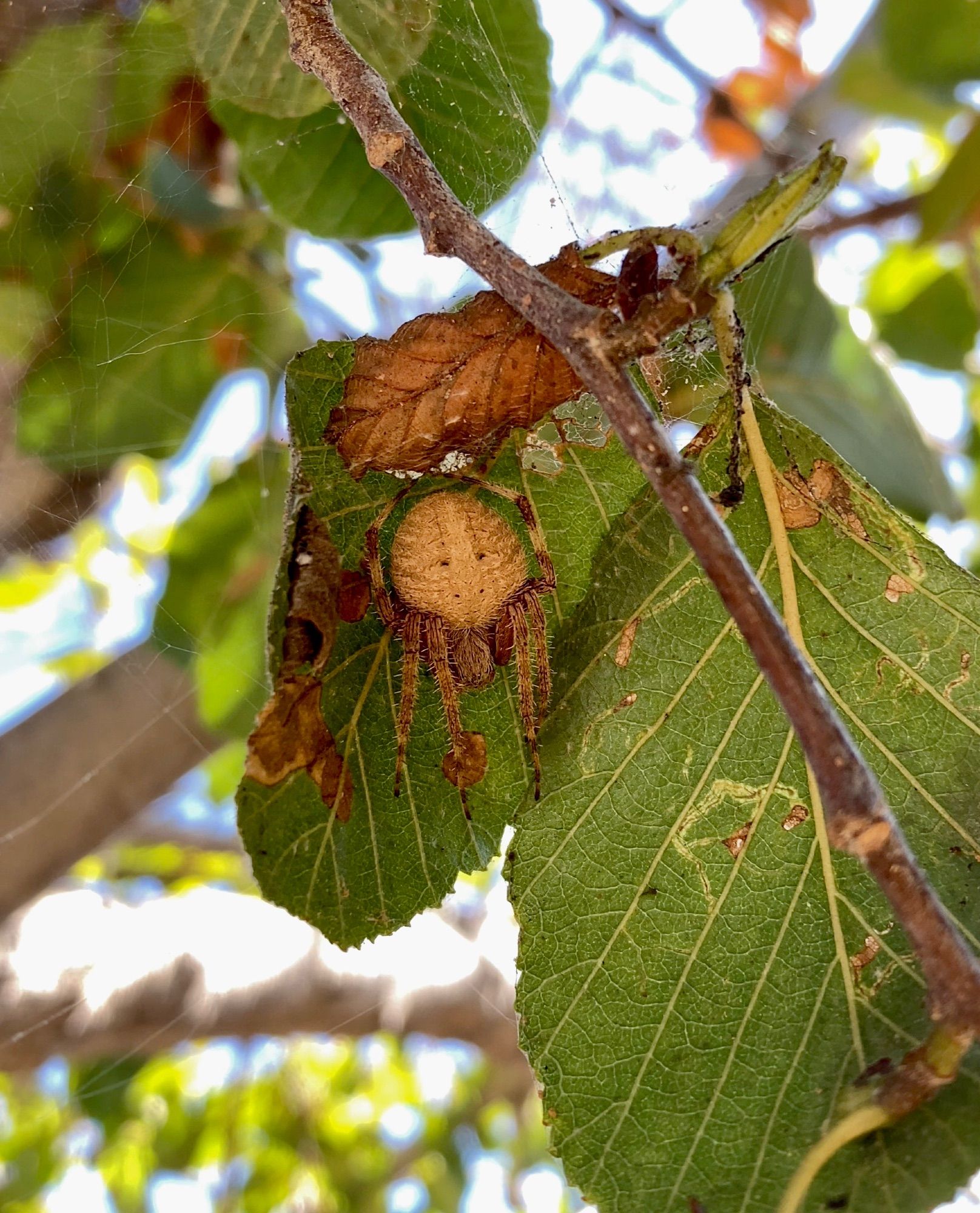 Female spotted orbweaver, Neoscona crucifera, a round-bodied light brown spider hanging head down with her belly against a green leaf and her prickly reddish light and dark brown banded legs tucked against her body. It's her safe shelter above the orb web she builds every night under my backyard alder tree. Photo by me.