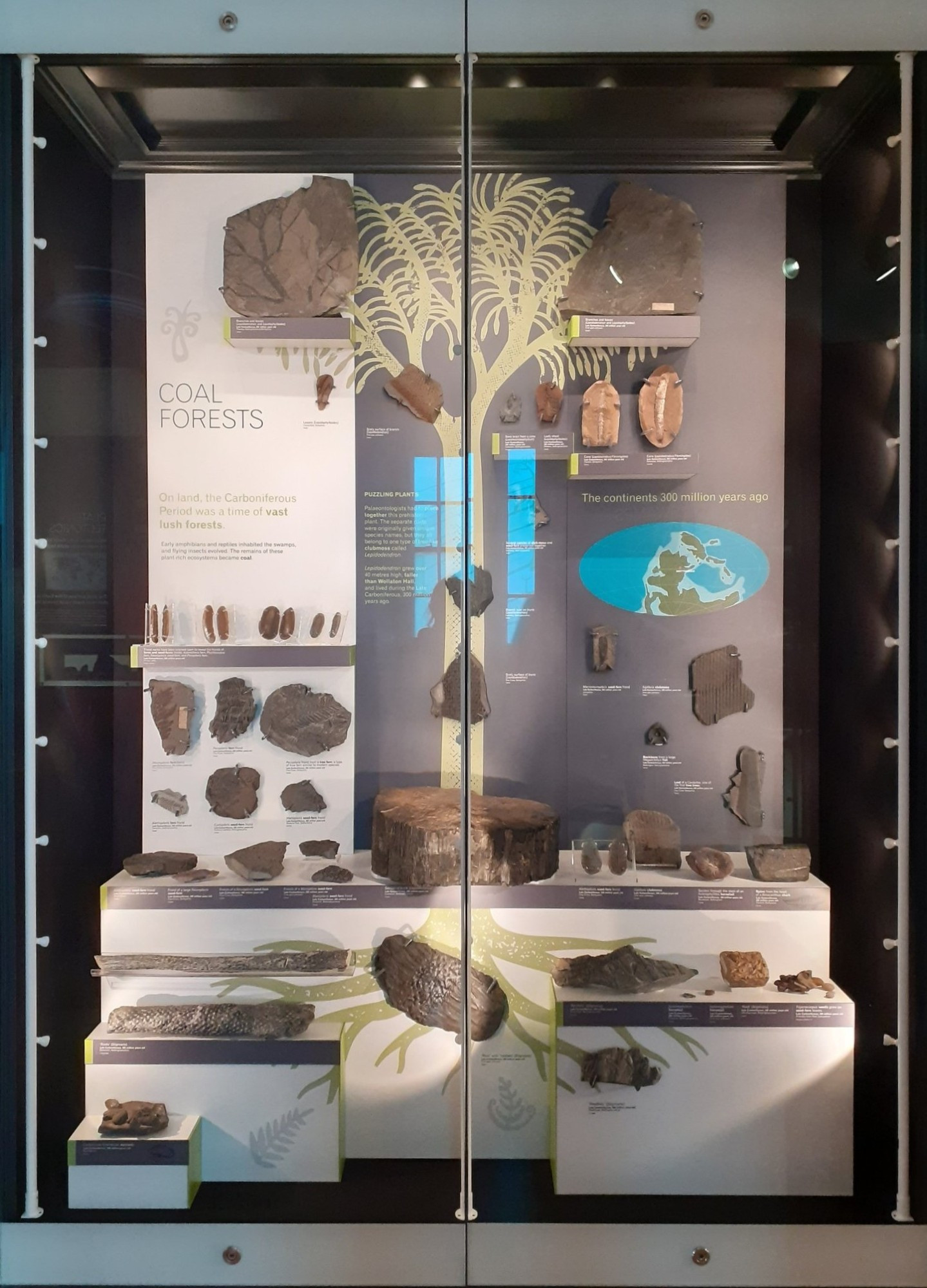 A museum display cabinet with a central image of a giant clubmoss tree with fossils of each of the different organs superimposed over it, and some explanatory text and diagrams. Wollaton Hall, Nottingham.