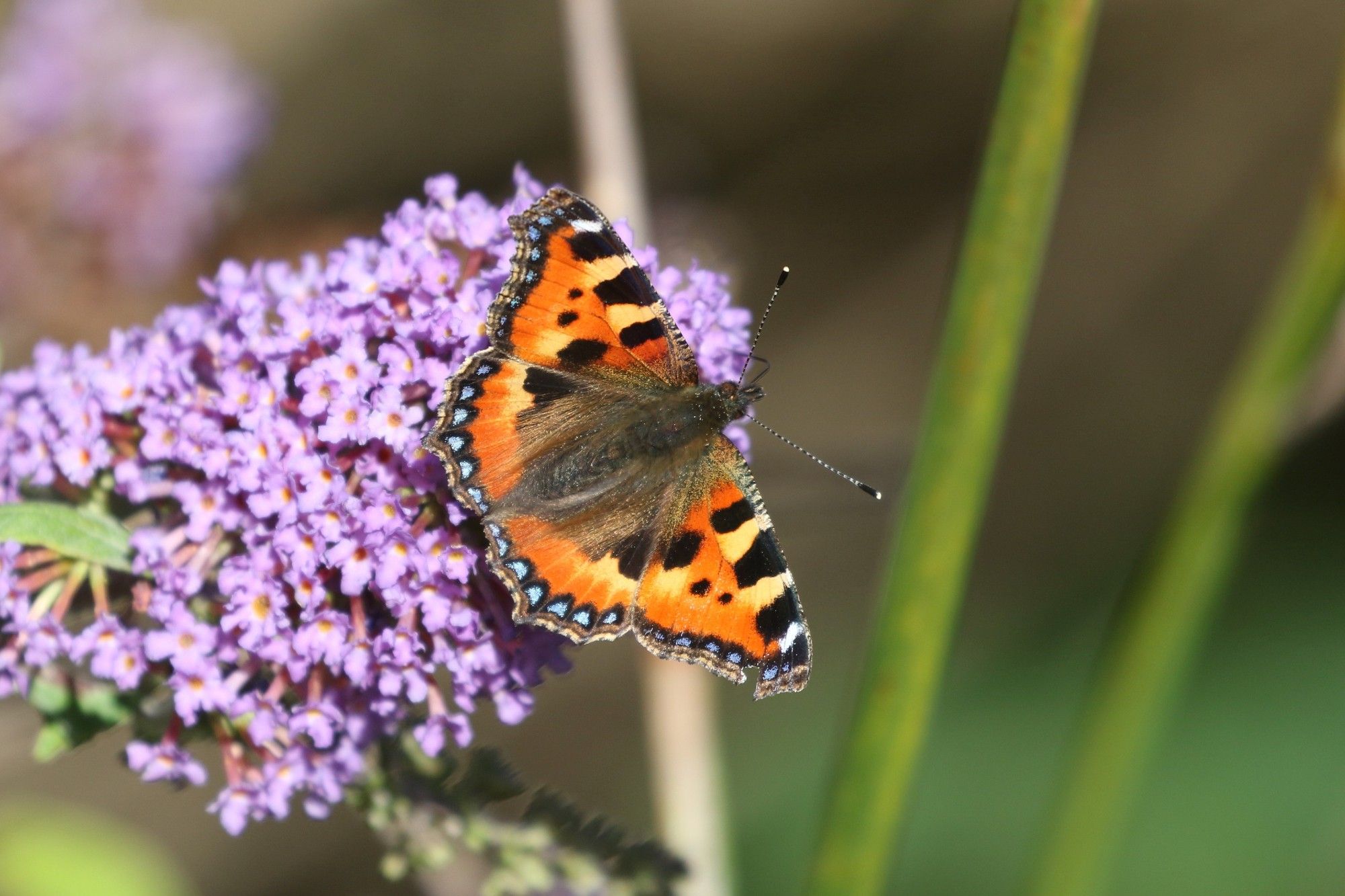 Small Tortoiseshell