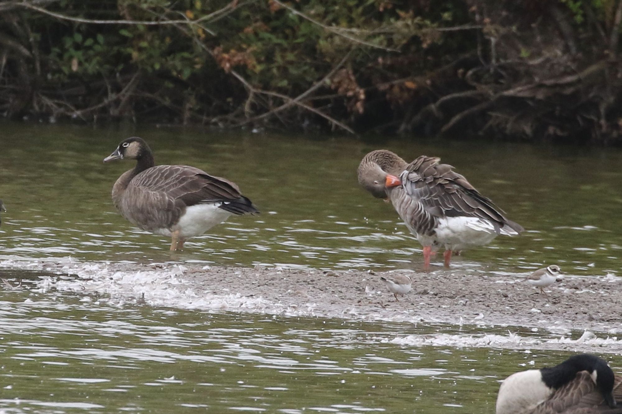 Canada x Greylag hybrid and 2 of the Ringed Plovers