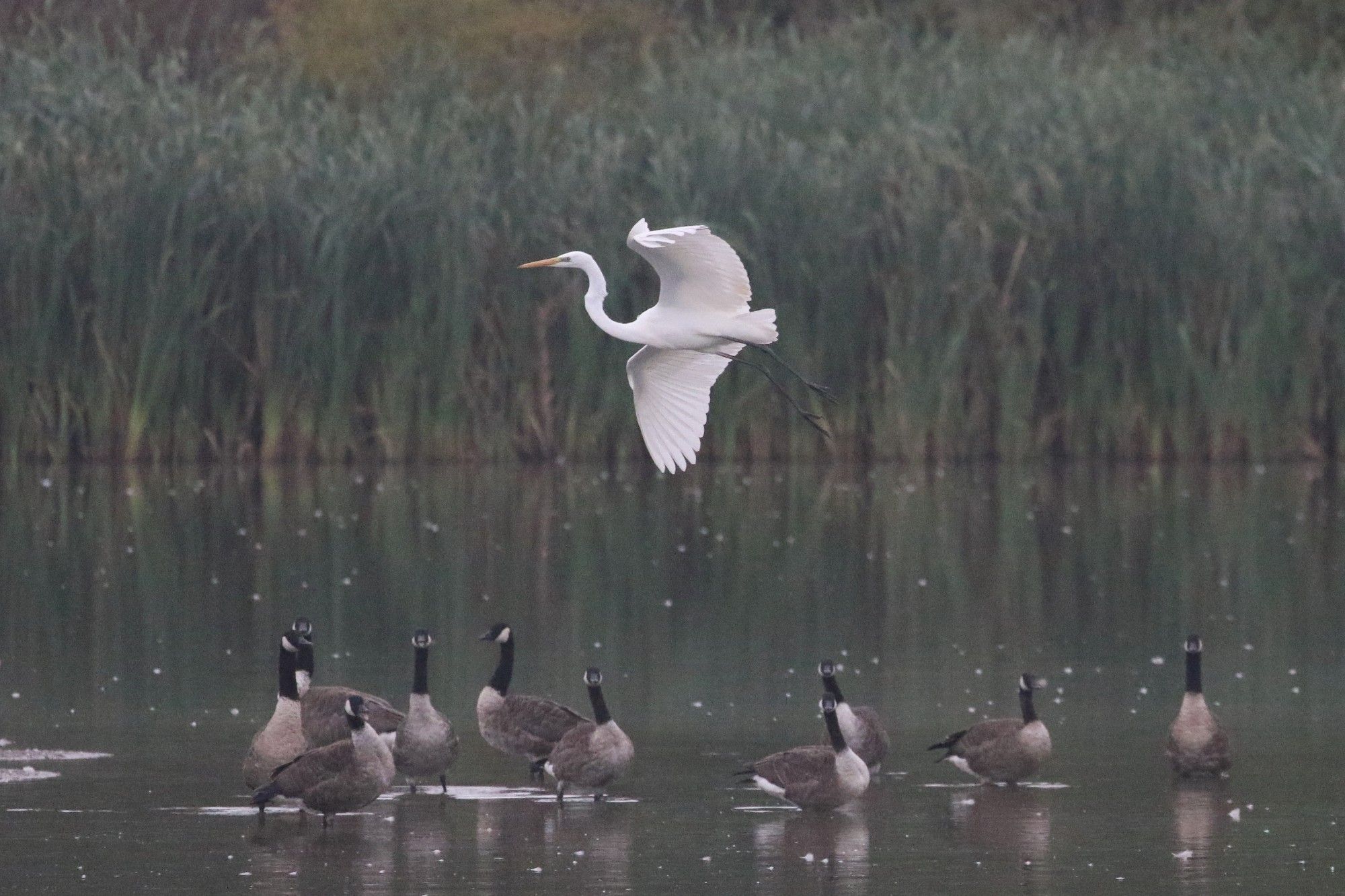 Great White Egret in the afternoon gloom