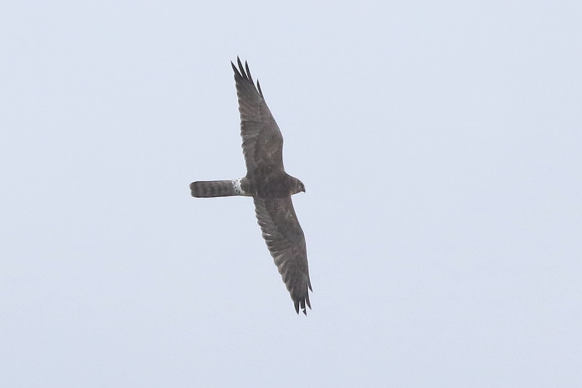 Pallid Harrier