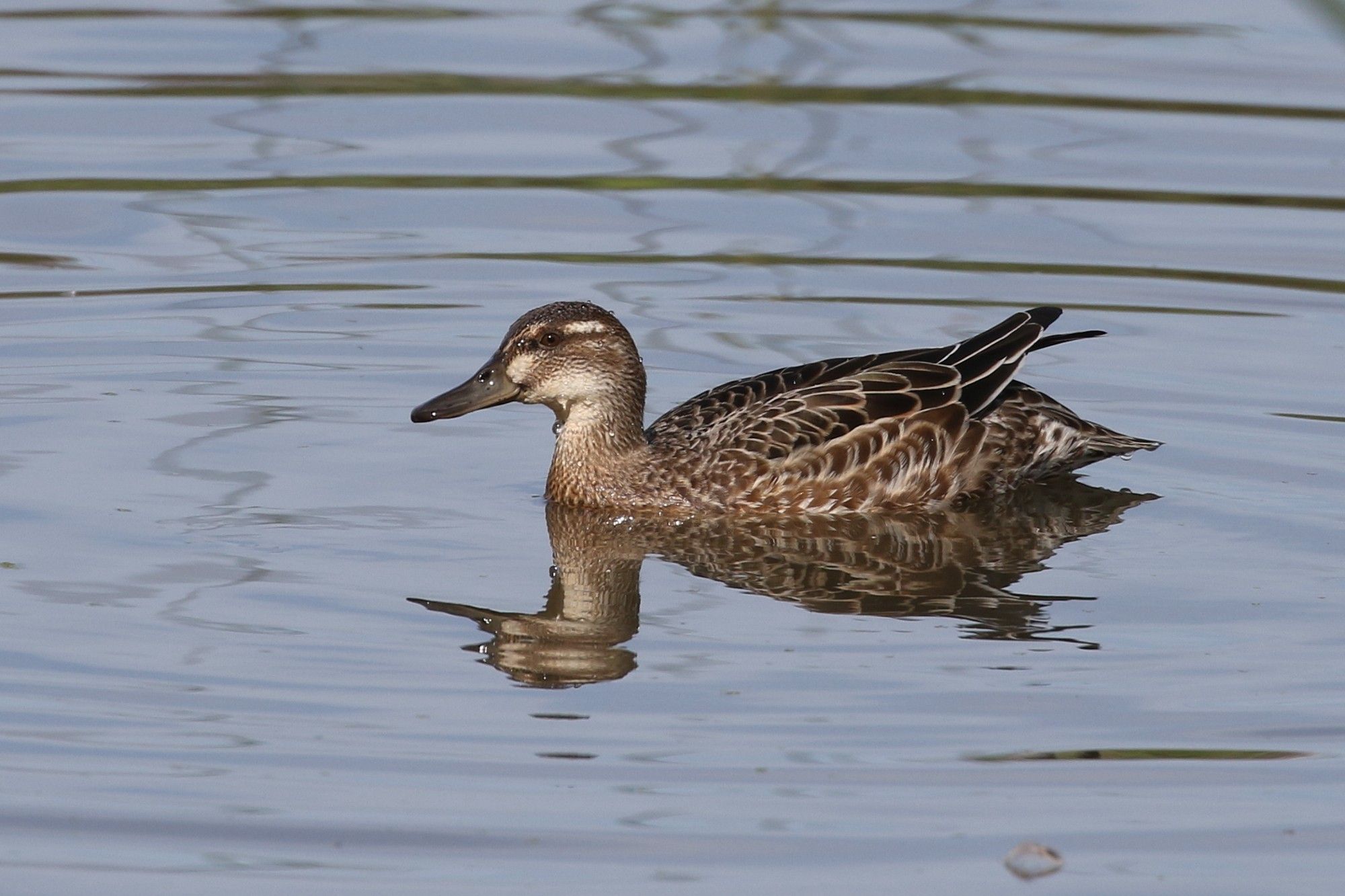 Garganey from Martin Smith Hide