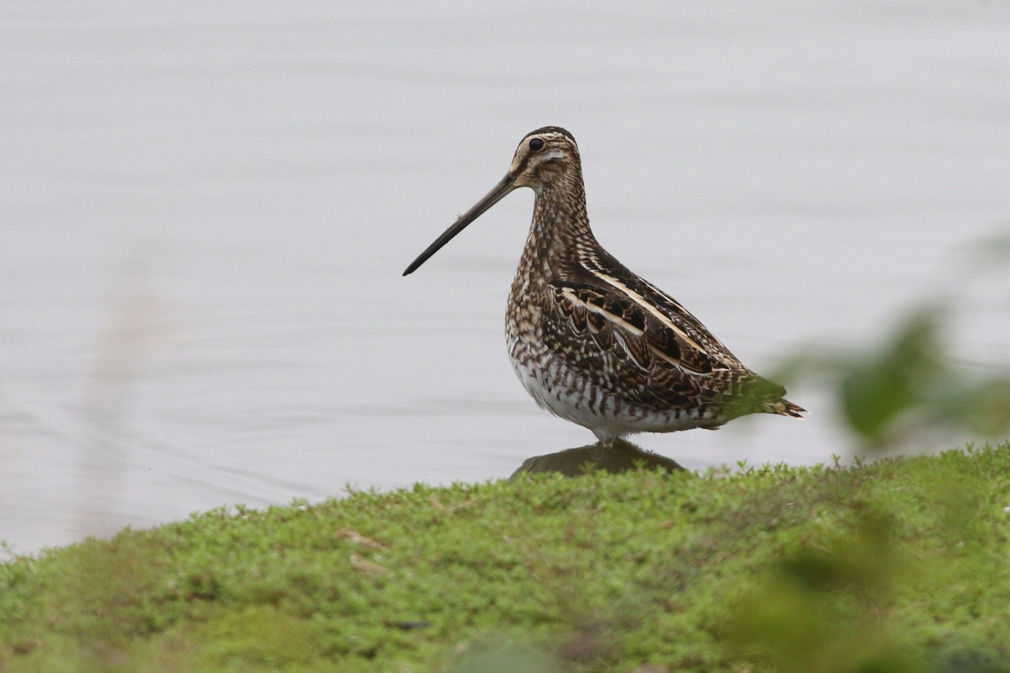 Snipe at the water's edge