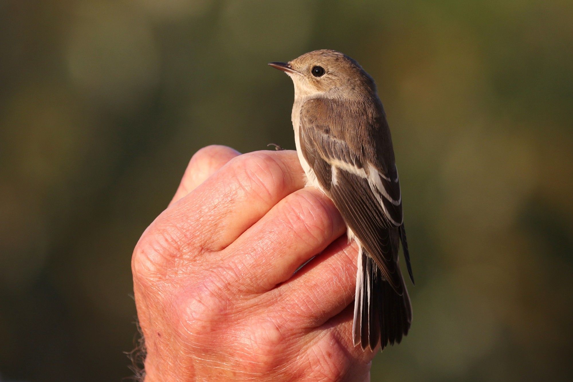 Pied Flycatcher