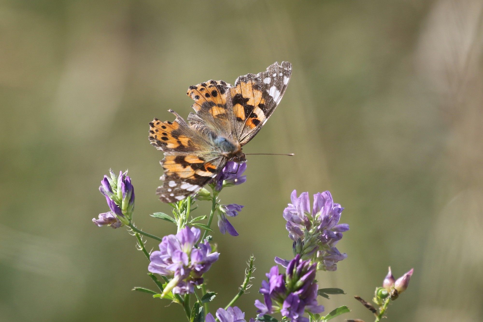 Painted Lady - the worse for wear