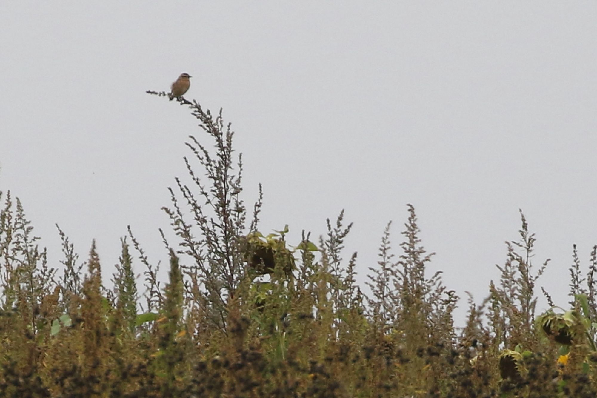 Very distant migrant Whinchat