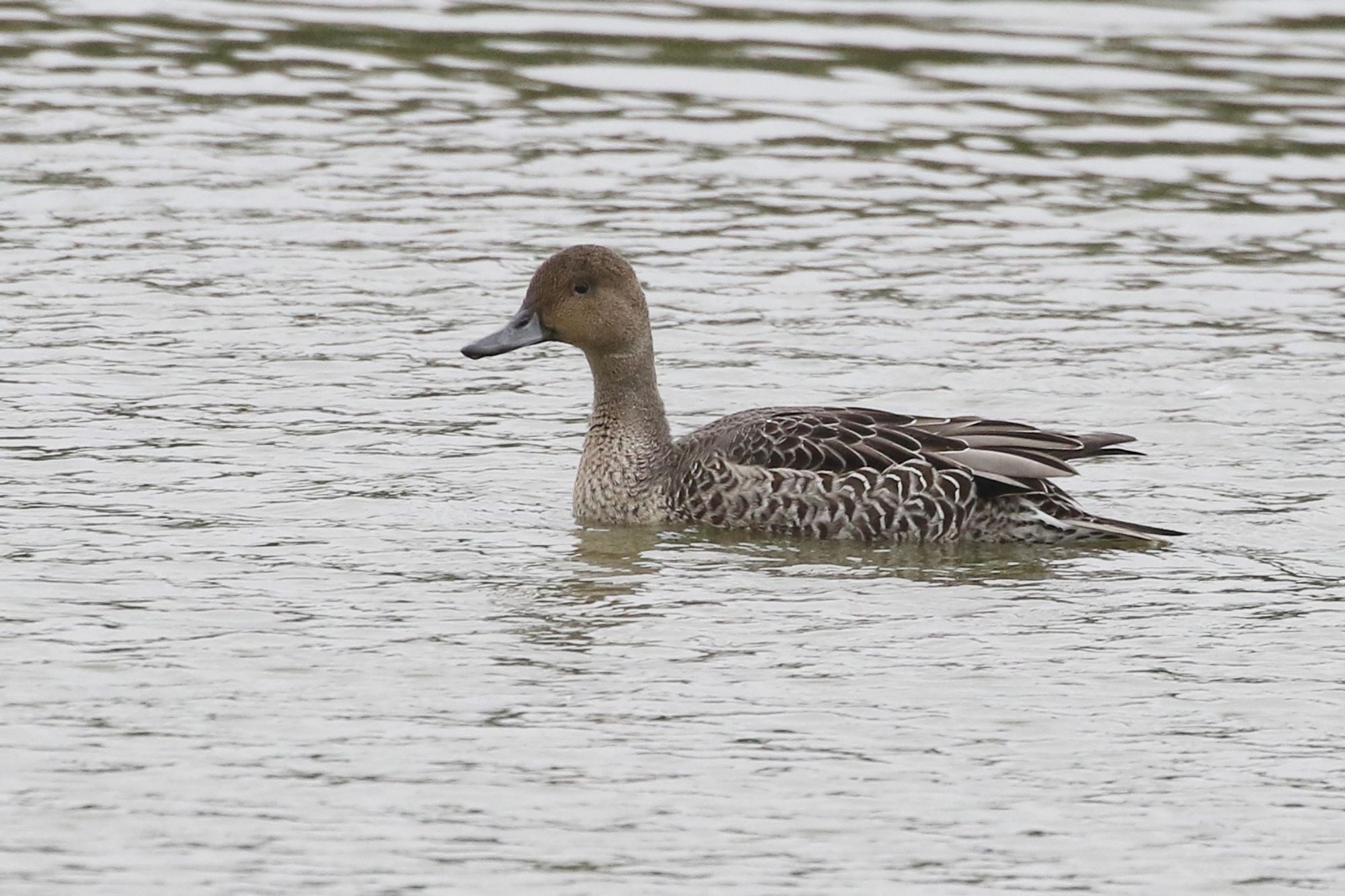 Pintail - pretty scarce here, only my second of the year