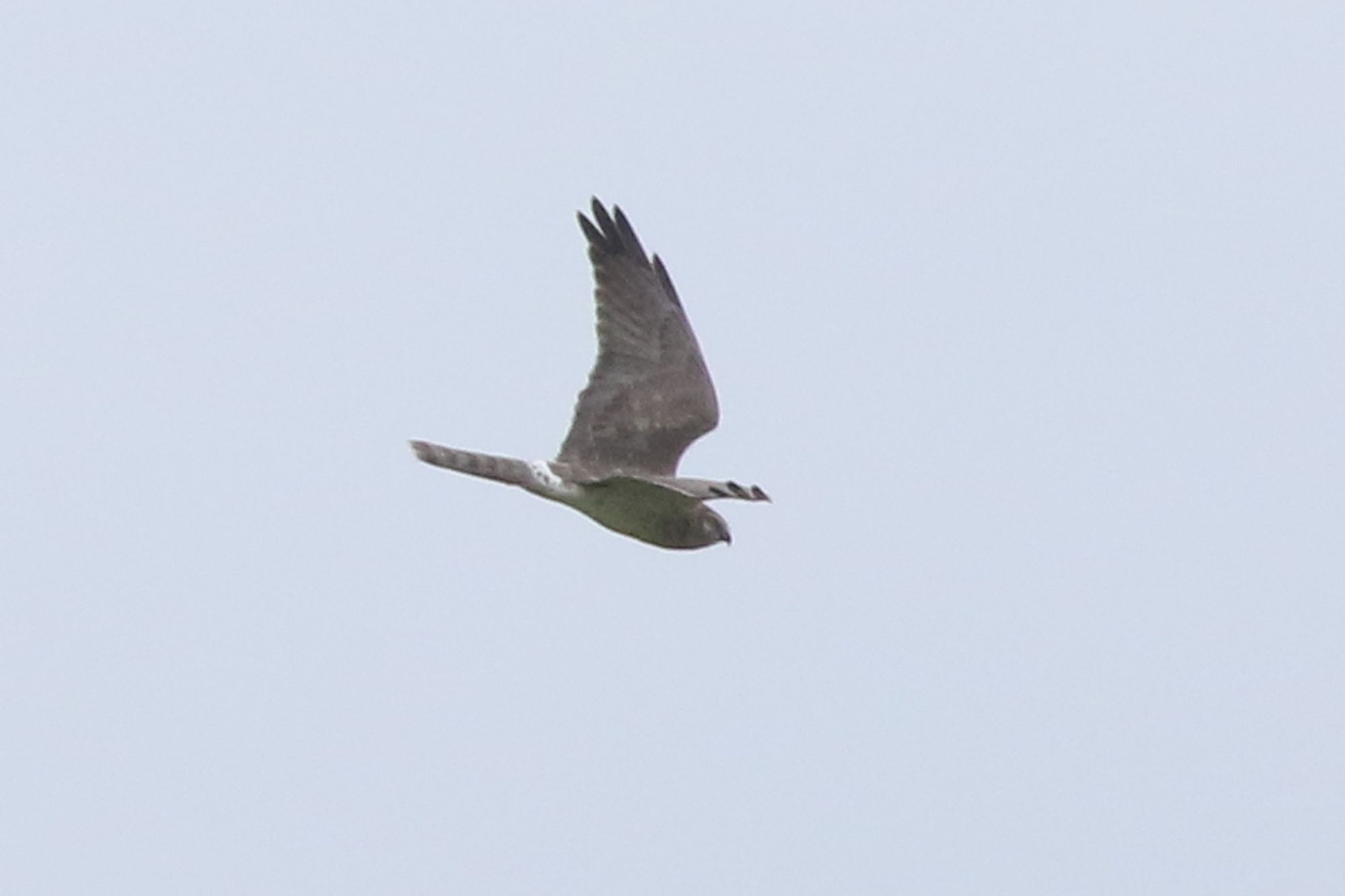 Pallid Harrier