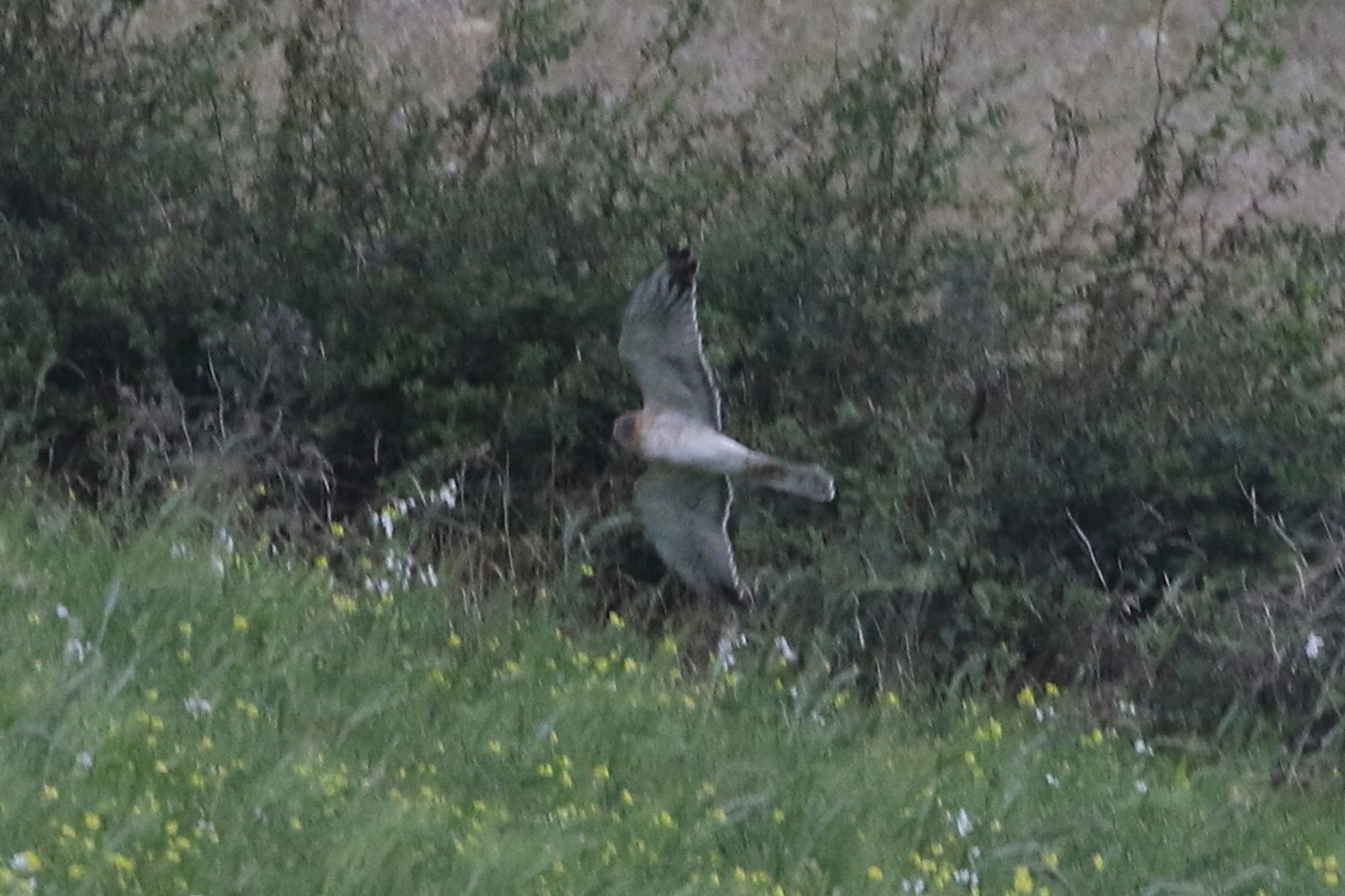 Pallid Harrier - 2CY male Crown Estate Fields