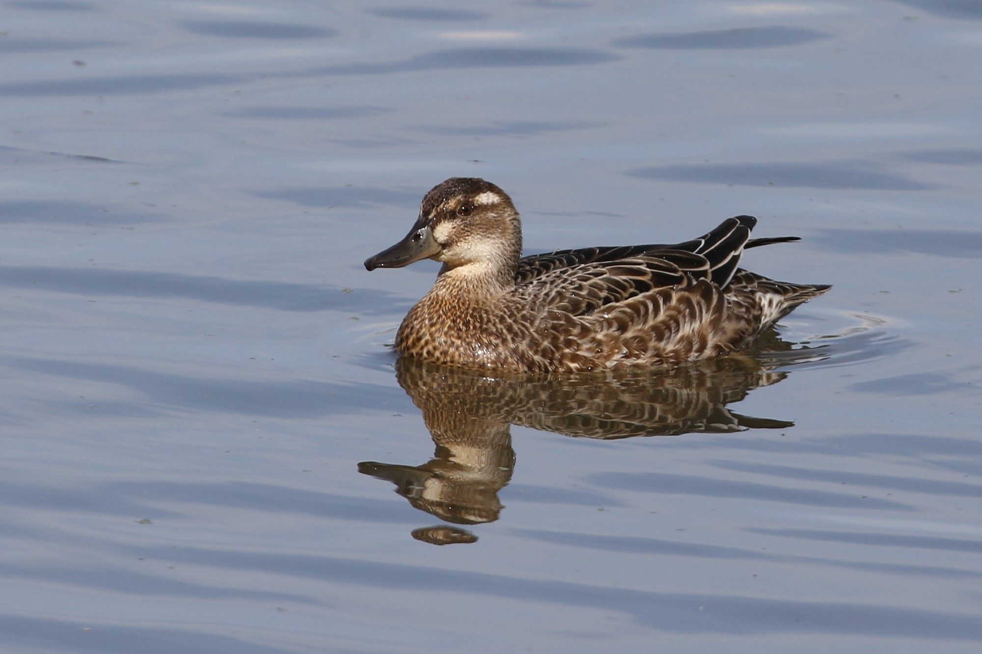 and again - one of my favourite birds!