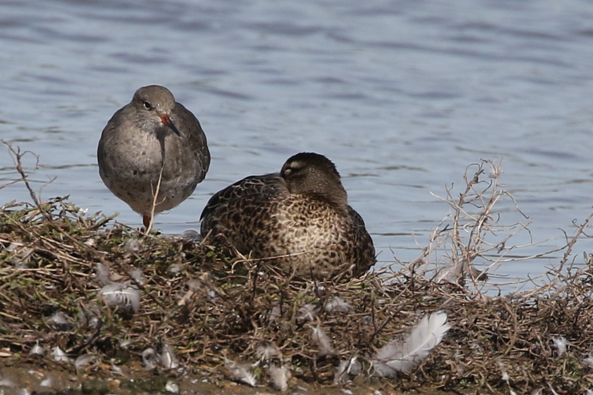 Sleeping Garganey on the Rushy Pen