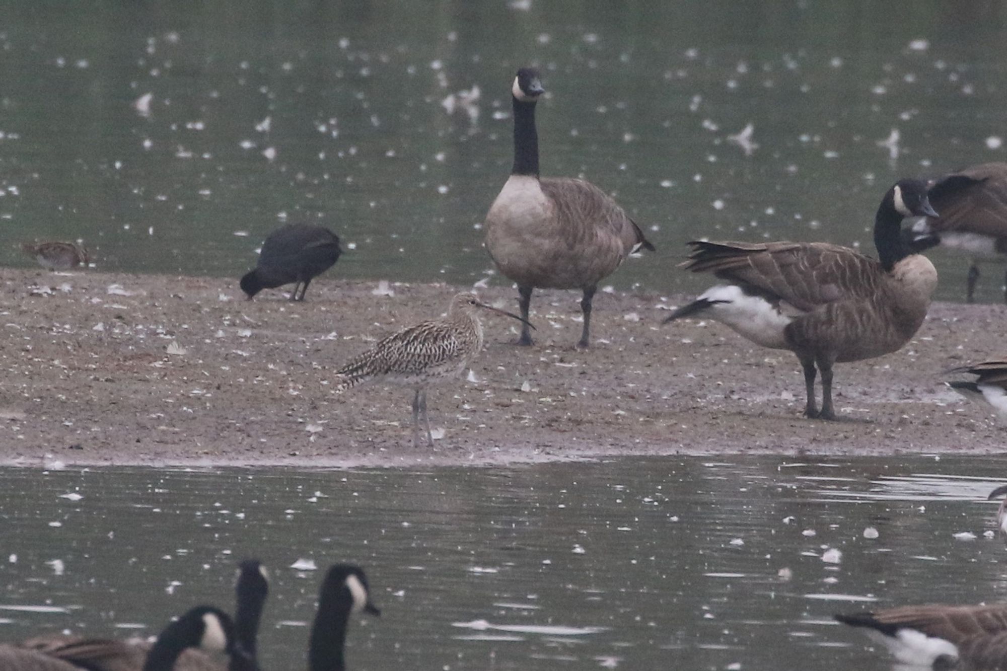 Curlew in the even more gloomy morning