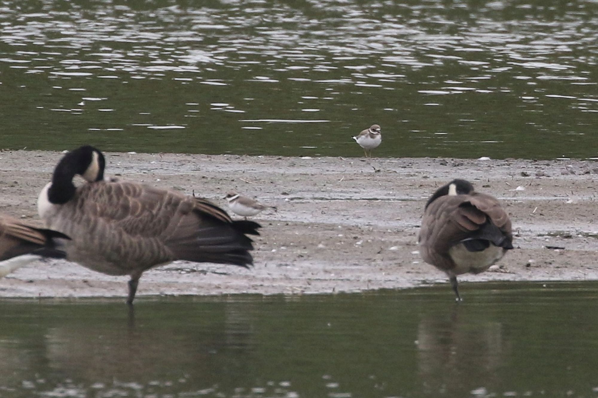 2 of the 3 Ringed Plover present today