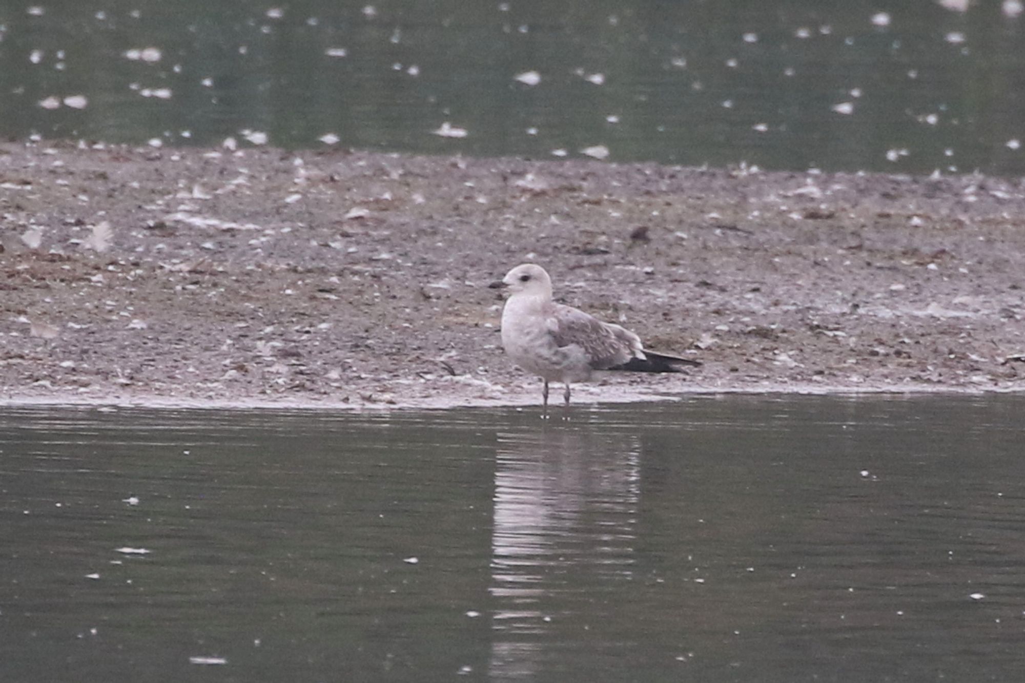 juv-1w Common Gull (patch yearly for me)