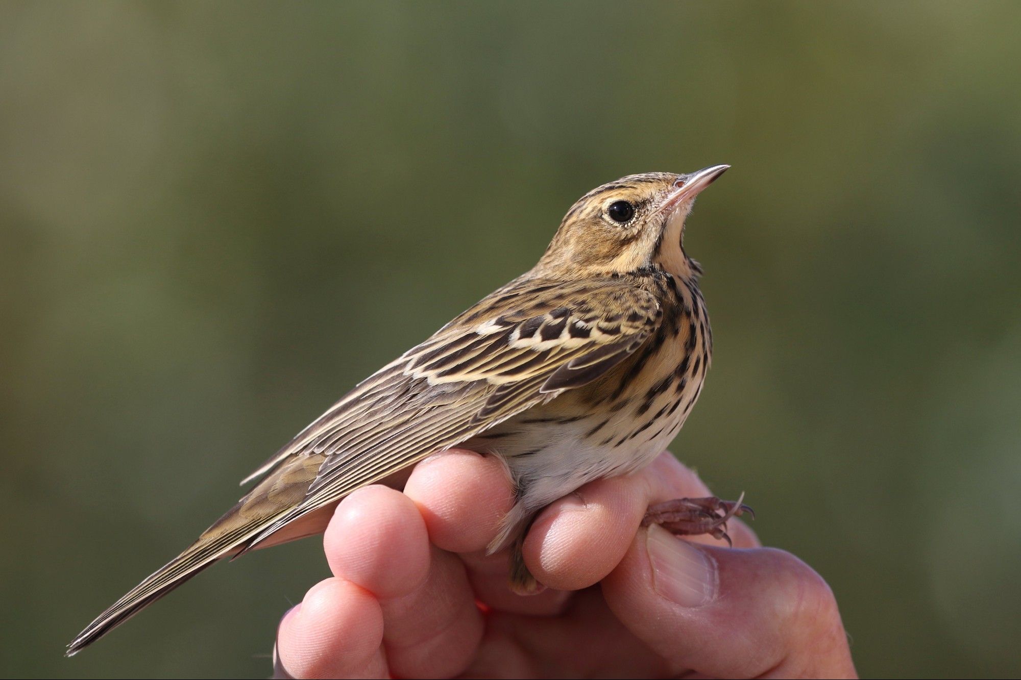 Tree Pipit