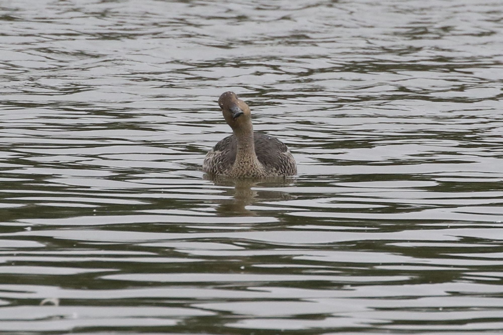 Pintail checking out something flying over, but I couldn't see it as is often the case!