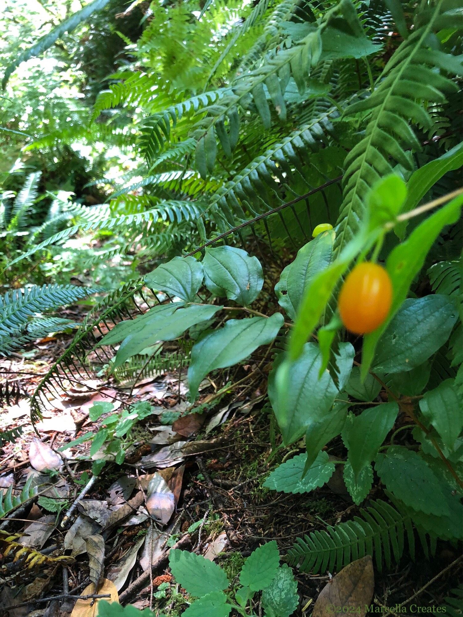 Photo of a low-growing, broad-leafed plant with alternating leaves and an orange elongated berry that usually comes in pairs. This photo has leaves in focus. Watermark: ©2024 Marcella Creates