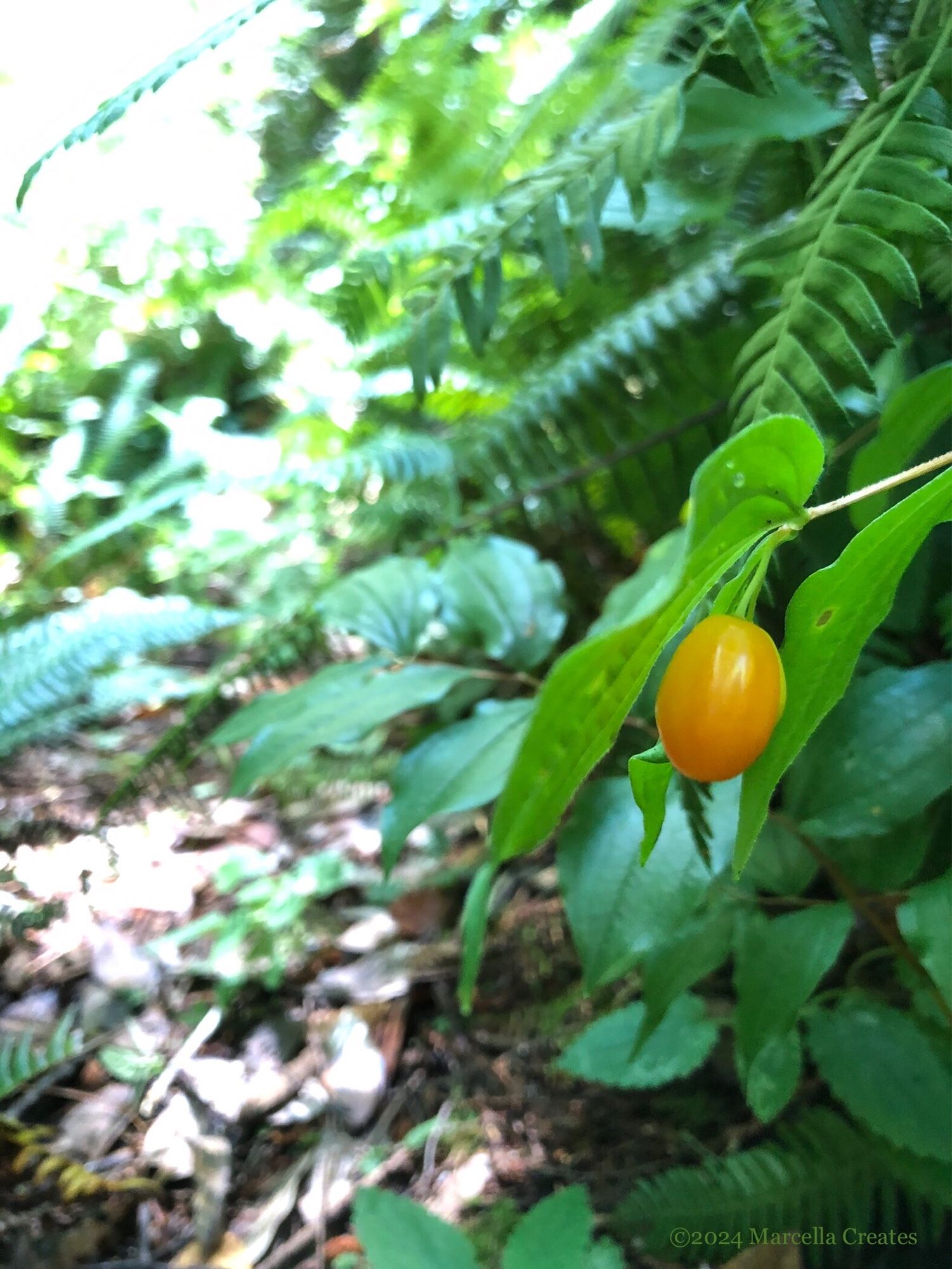 Photo of a low-growing, broad-leafed plant with alternating leaves and an orange elongated berry that usually comes in pairs. This photo has a berry in focus. Watermark: ©2024 Marcella Creates