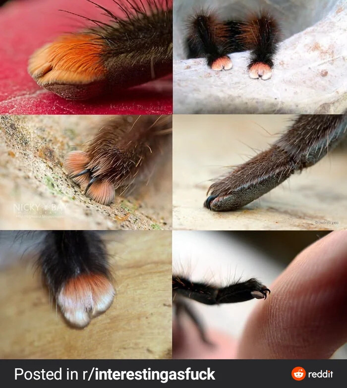 Various pictures of spider toes, which look like fluffy kitten paws