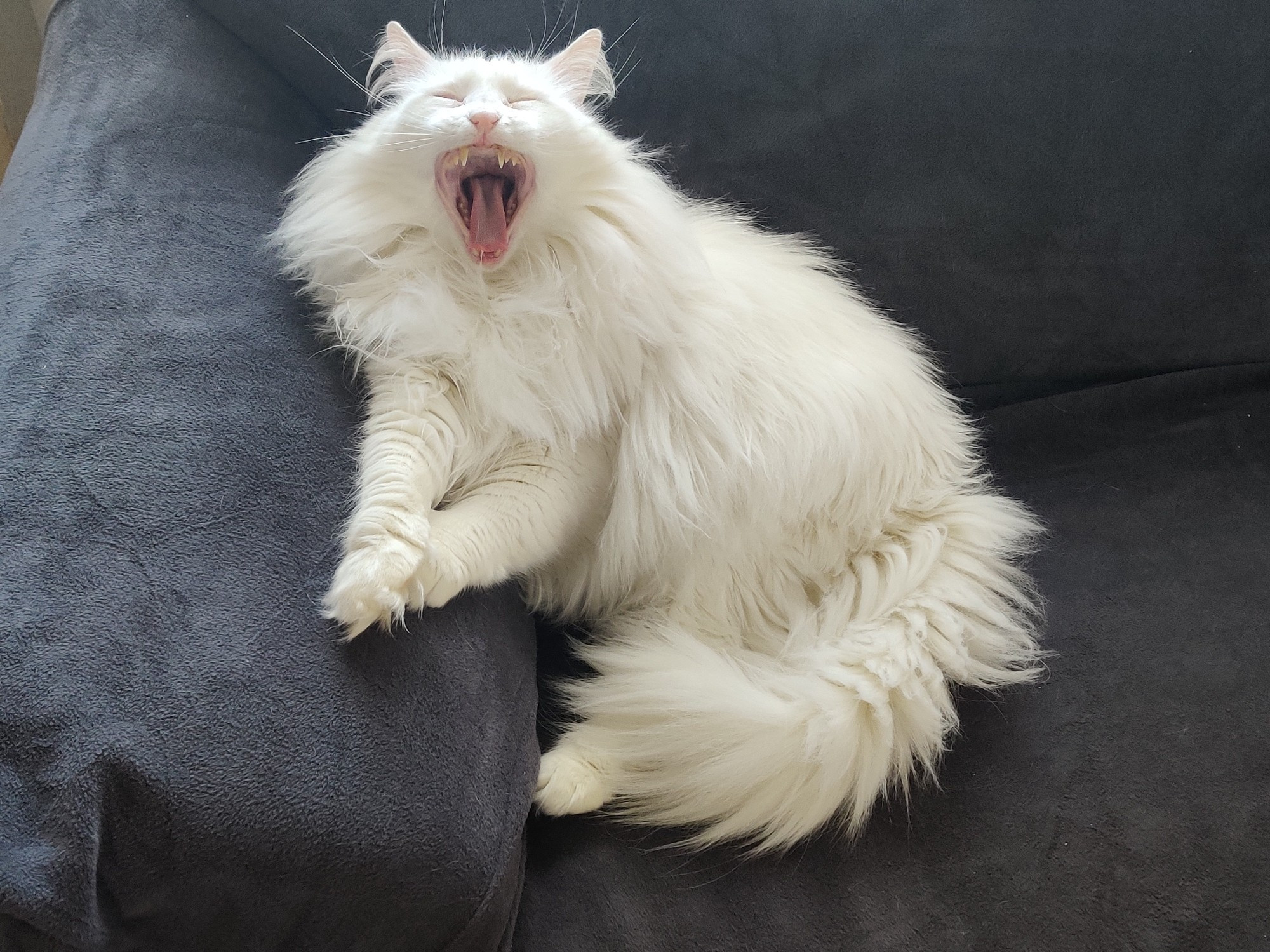 Ein weißer norwegischer Waldkater auf einer Couch, der gerade ausgiebig am Gähnen ist. Dadurch sieht es aus als würde er aus voller Inbrunst schreien