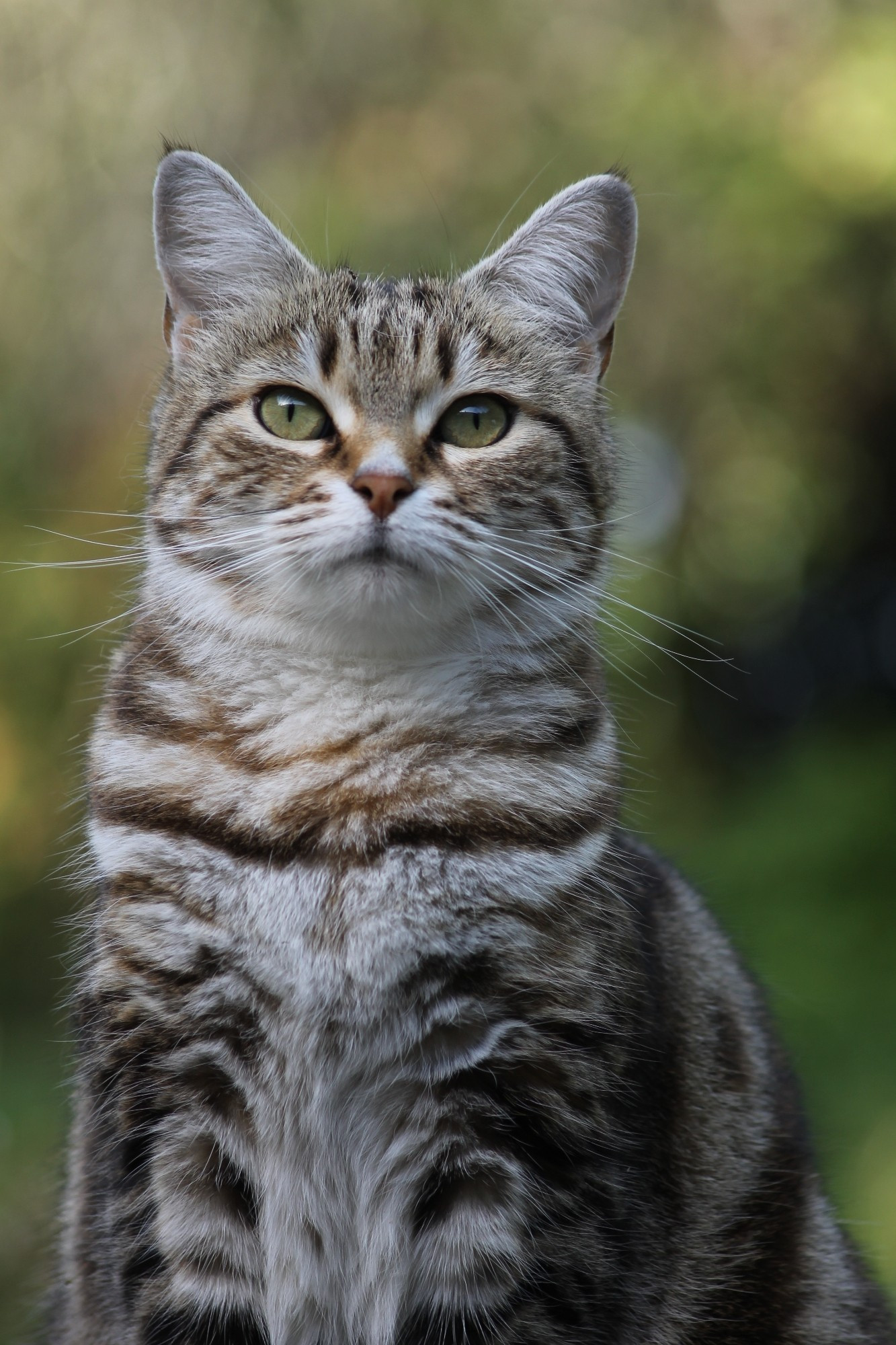 La plus belle des chattes : Zera