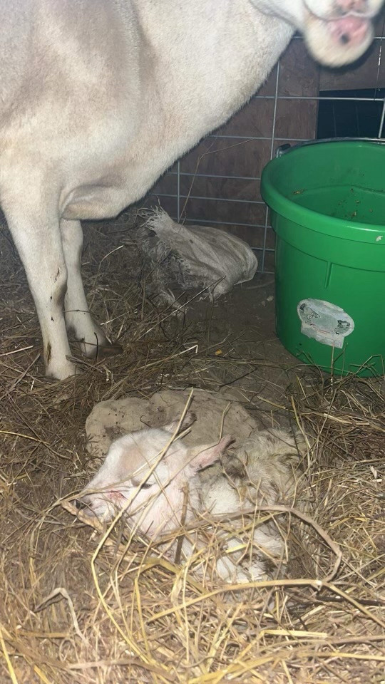 New lamb in a pile of hay with a watchful momma right behind her