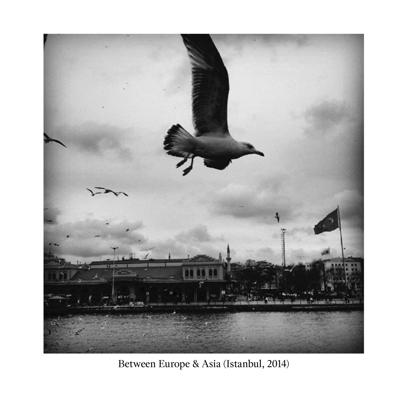 Photo by Carlos A. Pittella (Istanbul 2014), taken from a ferry between Europe & Asia, with a seagull on the foreground, more gulls in the background, as well as water, buildings, and a Turkish flag.