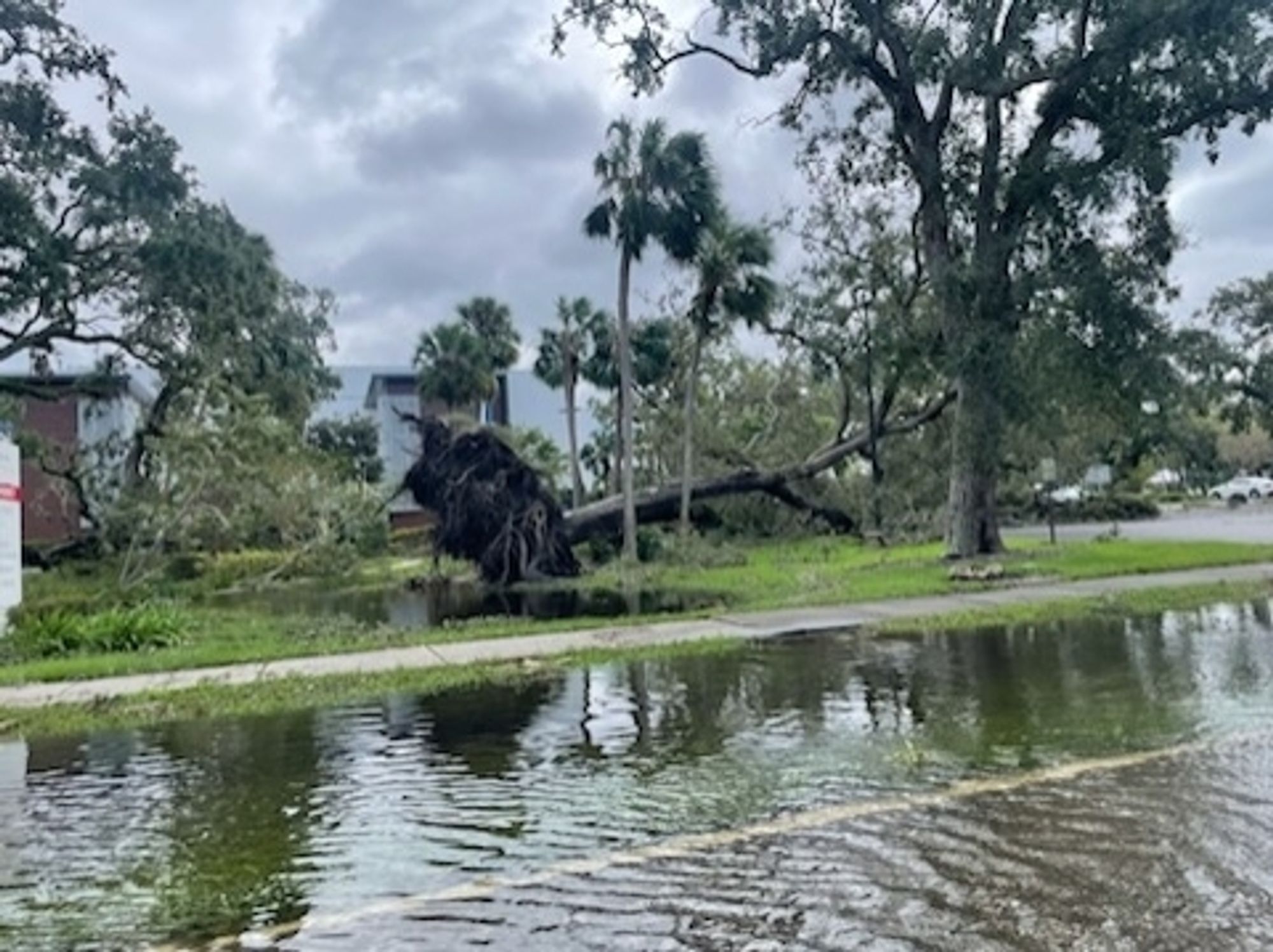 downed large trees and a road flooded over the curb