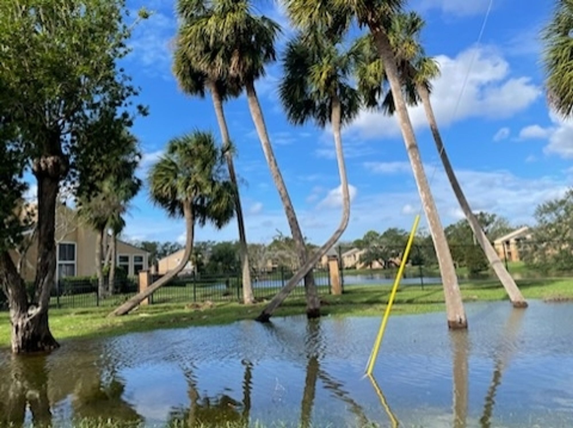 tall trees and a utility pole in a deep puddle of flood water