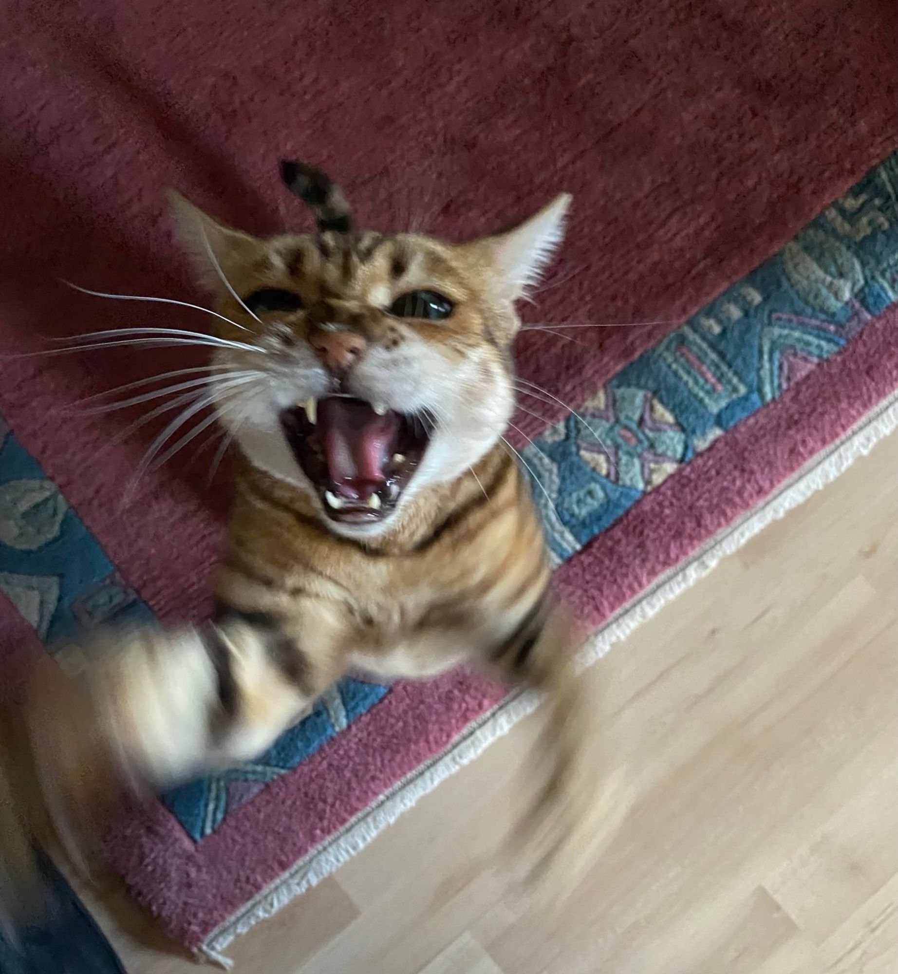 Makrele von oben Fotografiert 
Sie maunzt und sieht sehr grimmig dabei aus, während sie auf den Hinterpfoten steht und mit den Vorderpfoten in der Luft herum wedelt