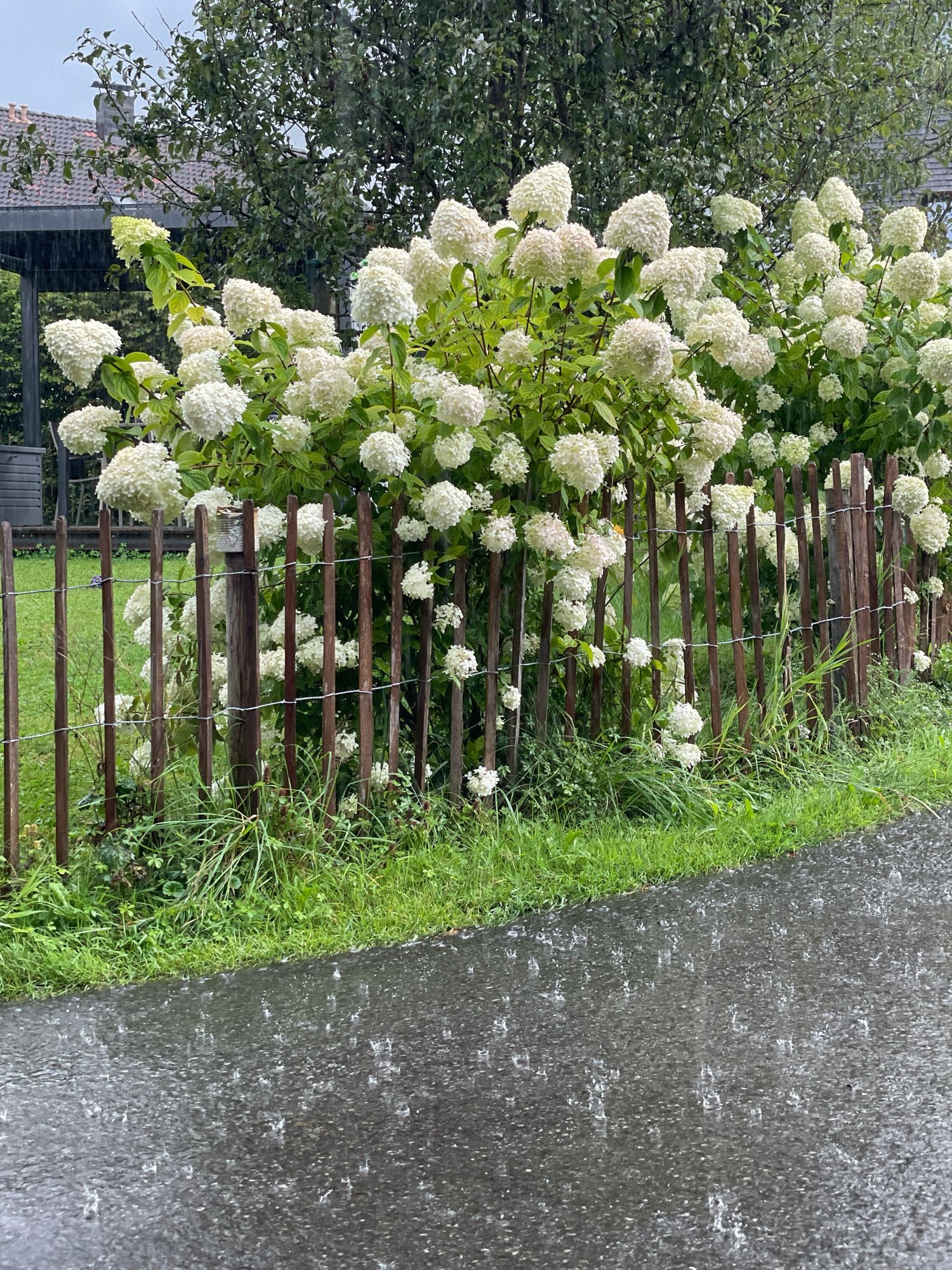 Heavy raindrops on a tarmac Road with hydrangeas in the background.