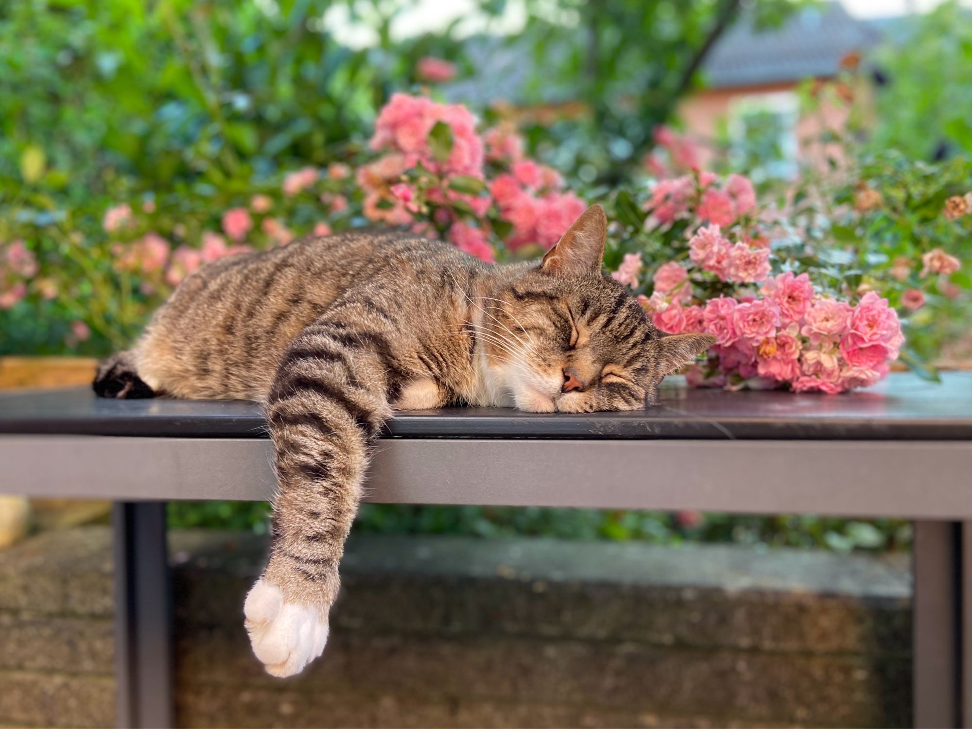 Getigerter Kater liegt auf Gartentisch, im Hintergrund Rosen.