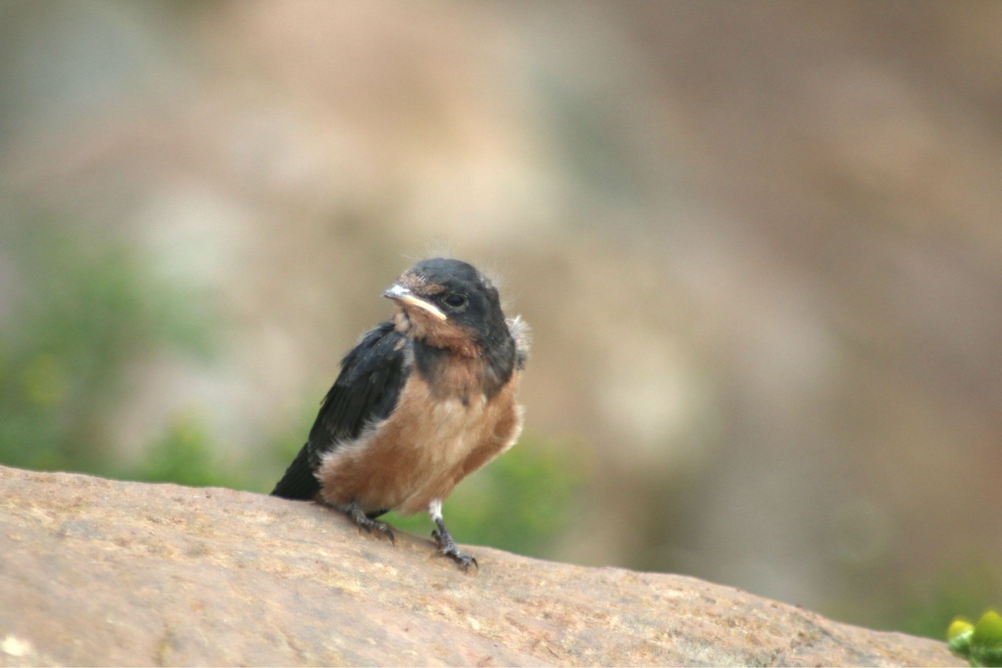 A photo of a barn swallow fledgling resting on a rock