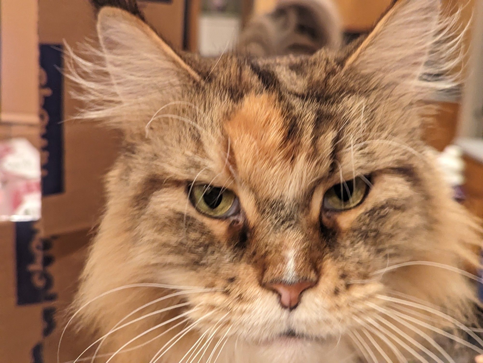 Food-motivated tortie Maine Coon Cat is staring through your screen to see where you got them treats. Photo by #JonHutson September 2023.