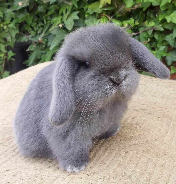 a gray rabbit (he is very cute)