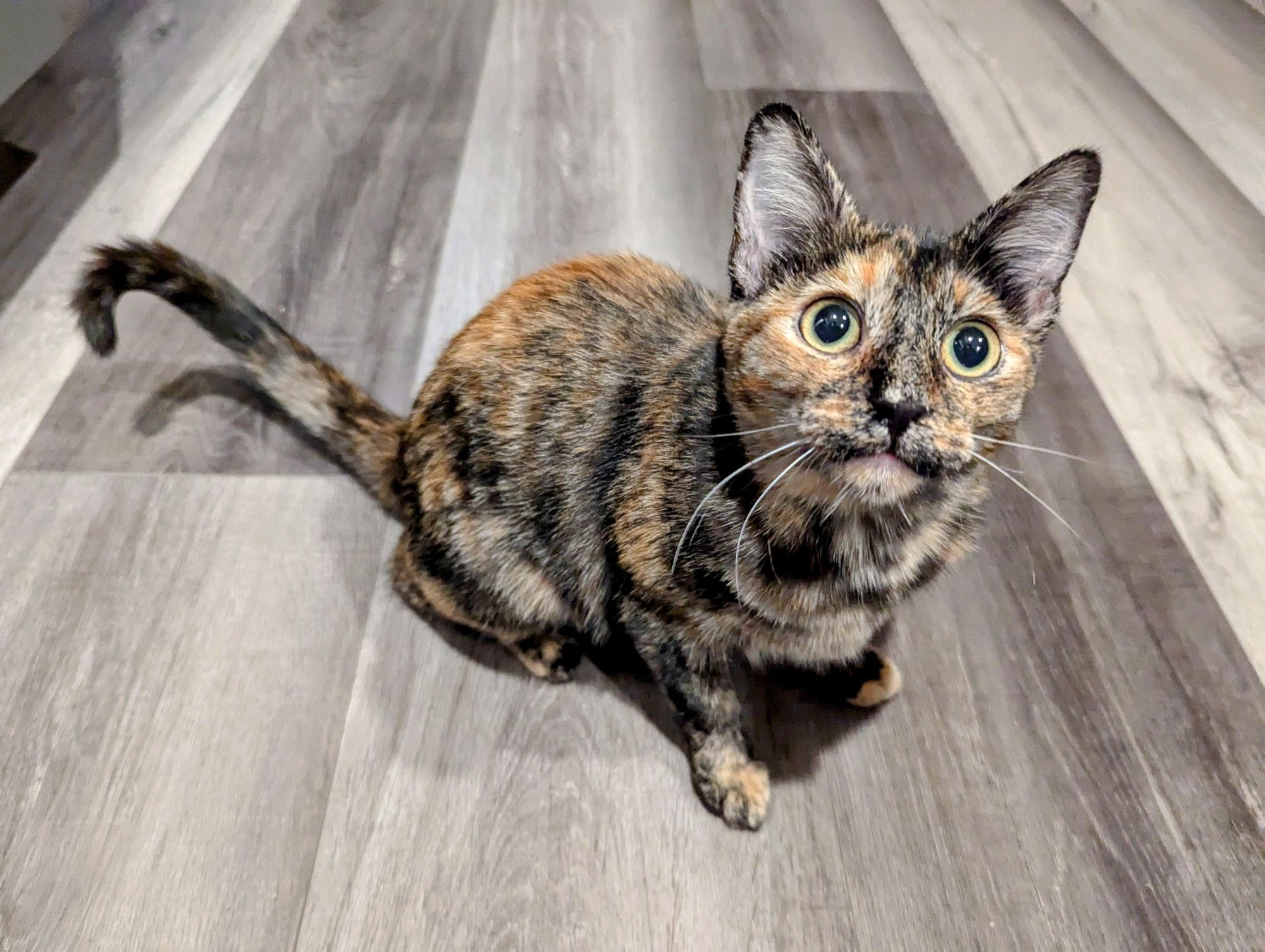 A young tortoiseshell cat, looking surprised up at the camera with bright yellow green eyes and large pupils. She's half coiled, her back legs ready to jump away from danger.