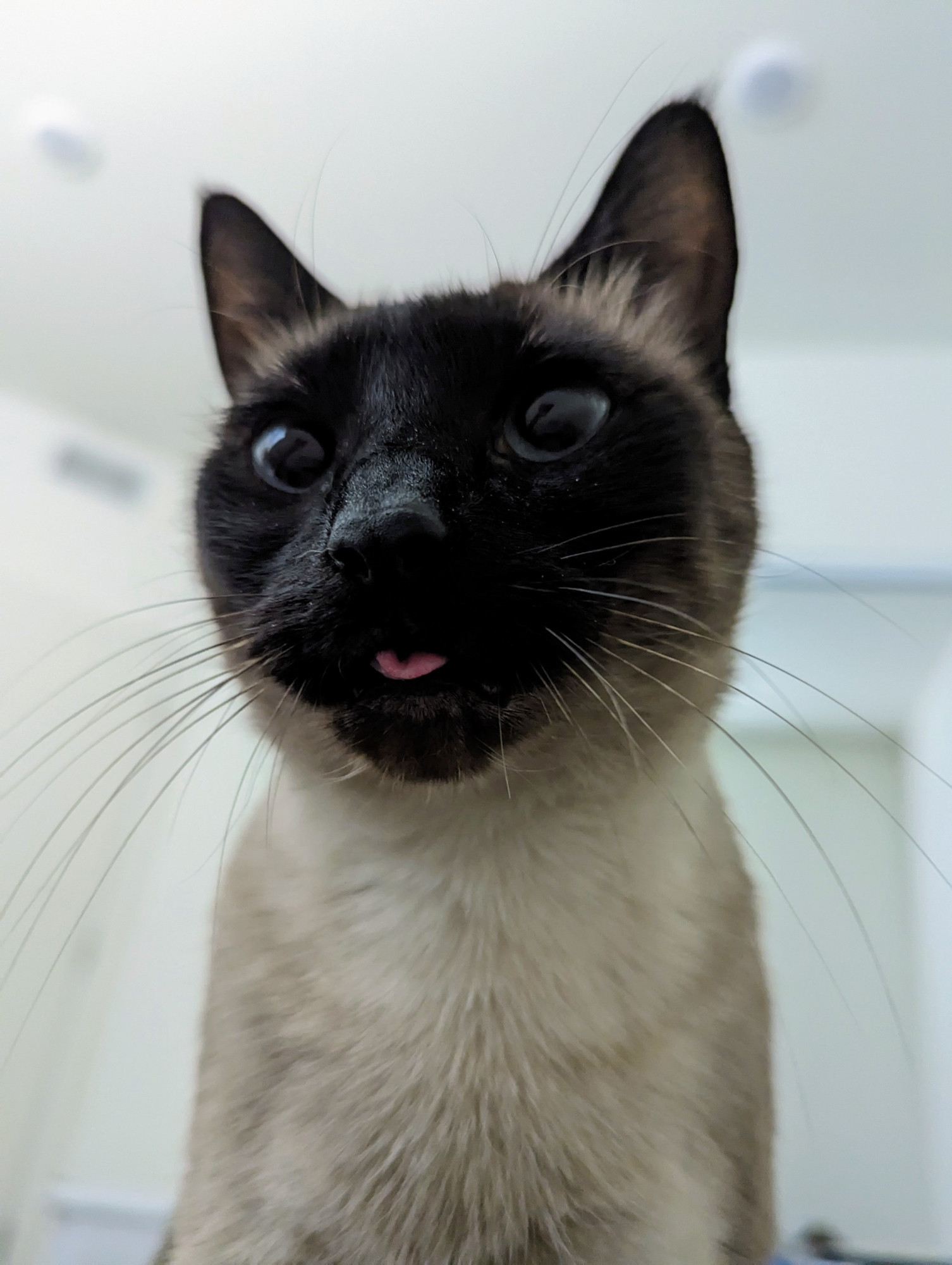 Close on the face of a Siamese cat with it's tongue slightly sticking out in a blep.