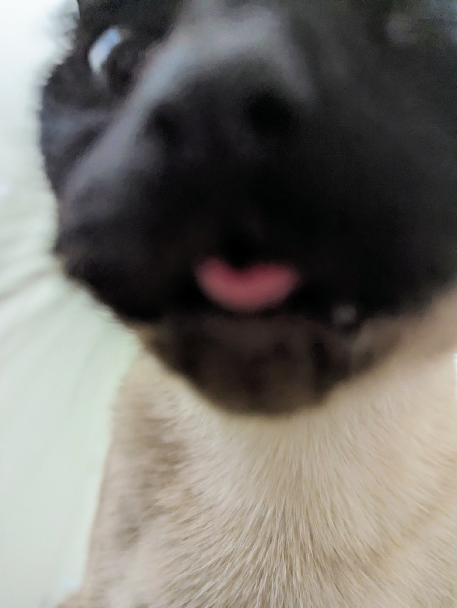 Extremely close on the face of a Siamese cat with it's tongue slightly sticking out in a blep. The snout and mouth are so close that they are blurry.