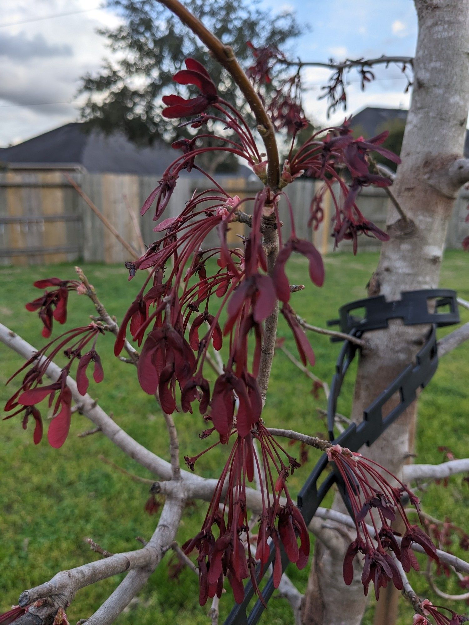 A red maple tree, with growing seed pods that spin when they fall like little helicopters