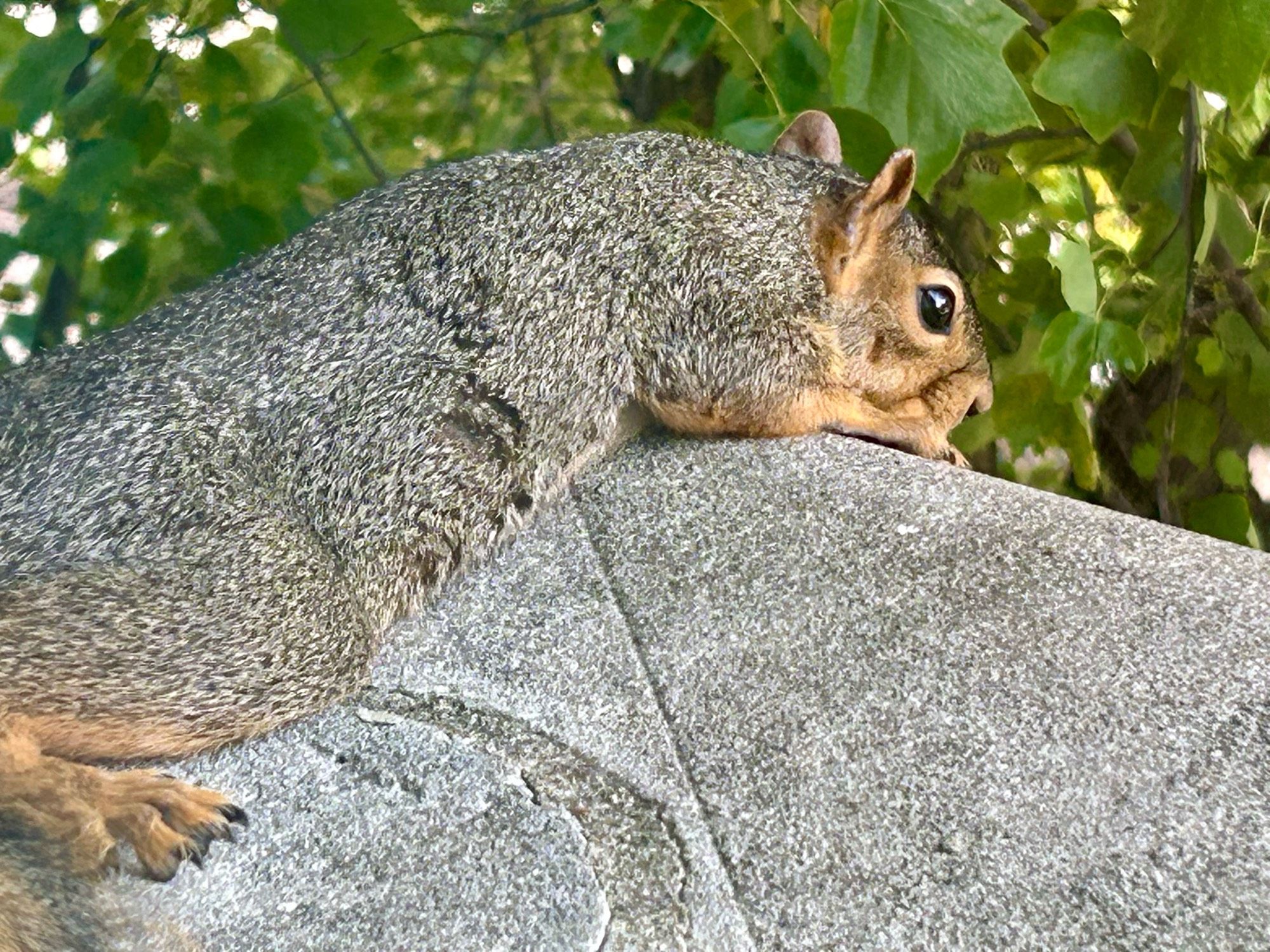 Tired squirrel