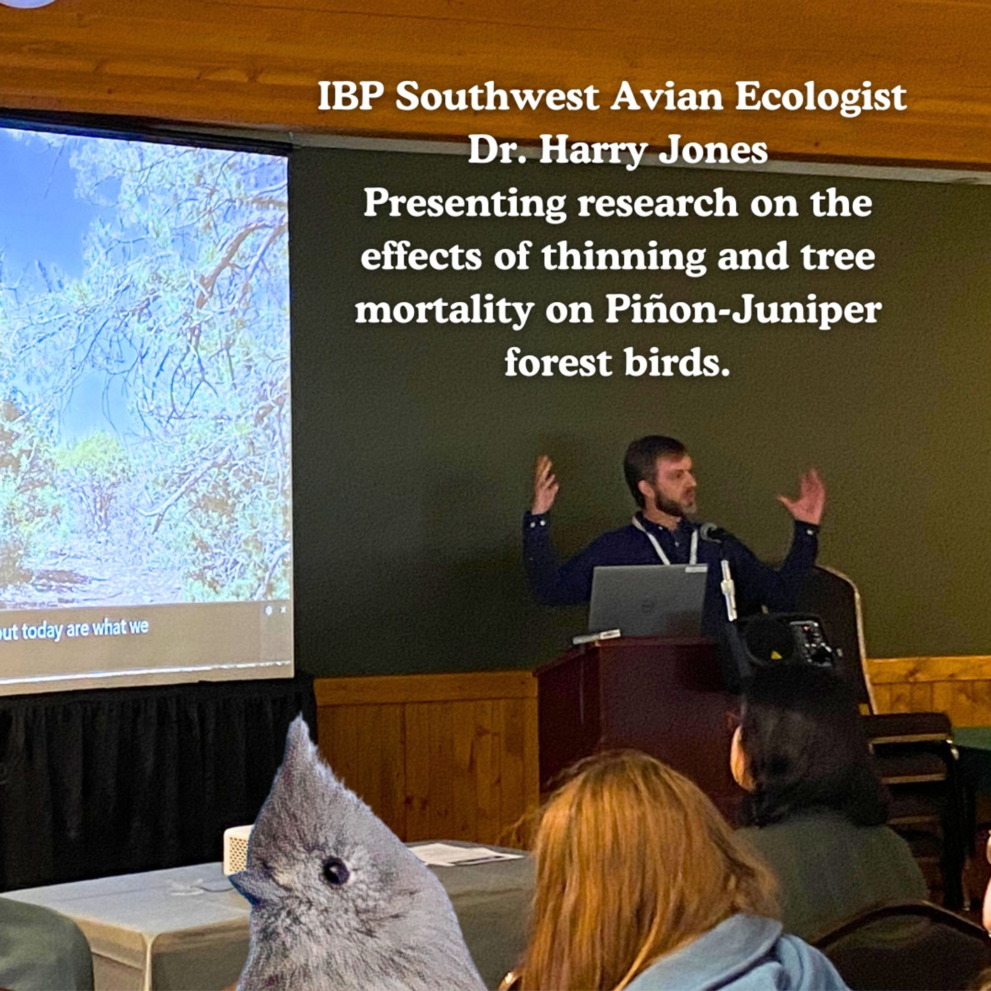 A man stands at a lectern giving a presentation. in a foreground a Juniper Titmouse (Photo by Tom Wilberding) is edited in to look like it's sitting in the audience.