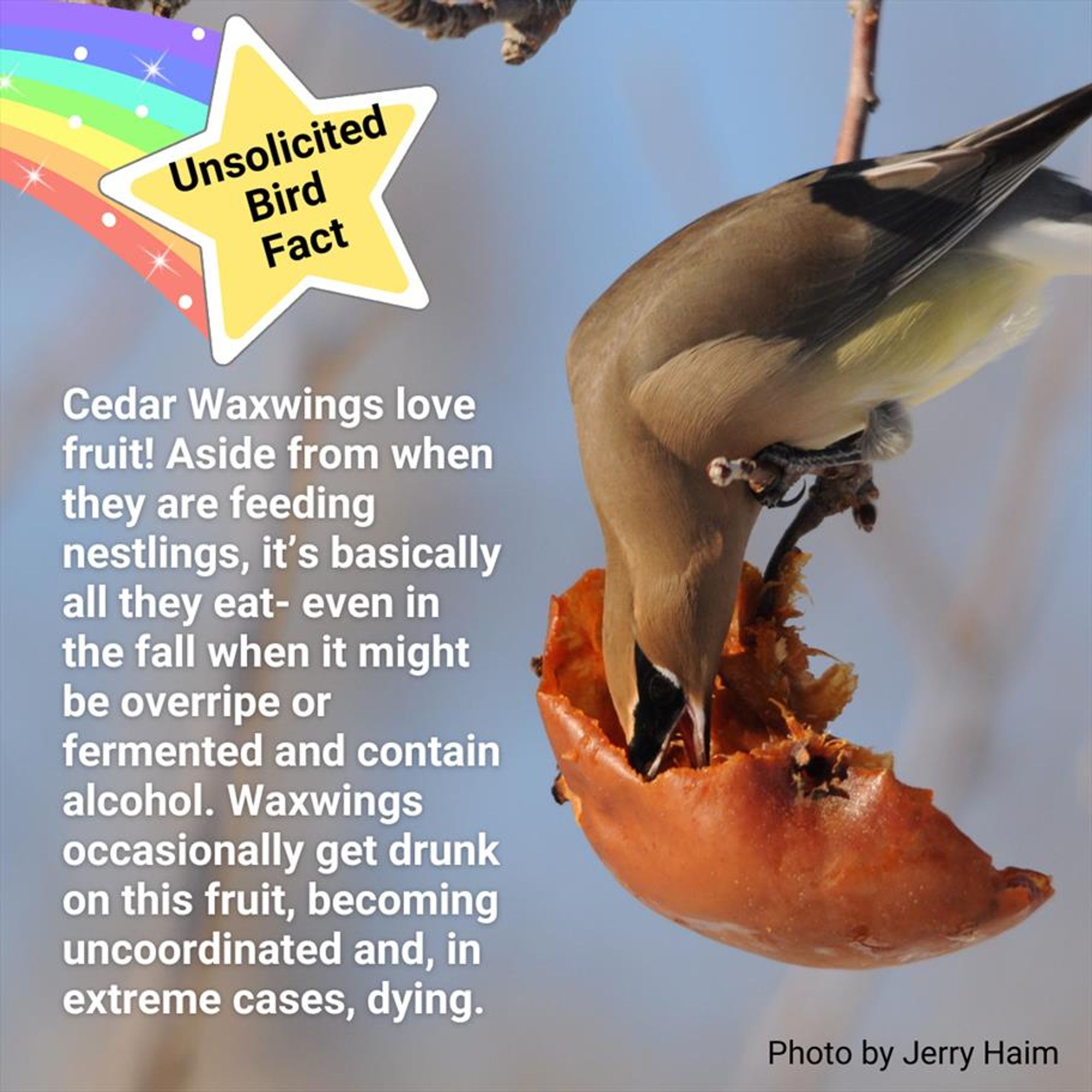 Photo by Jerry Haim of a Cedar Waxwing eating an old browned apple. Thext says "Unsolicited Bird Fact: Cedar Waxwings love fruit! Aside from when they are feeding nestlings, it's basically all they eat- even in the fall when it might be overripe or fermented and contain alcohol. Waxwings occasionally get drunk on this fruit, becoming uncoordinated and, in extreme cases, dying."