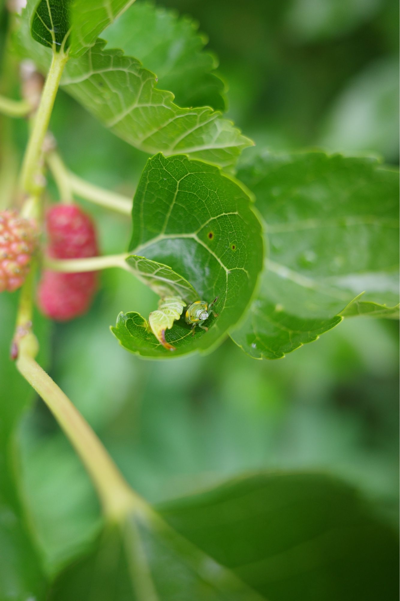 It’s a super cute bug sleeping in a leaf