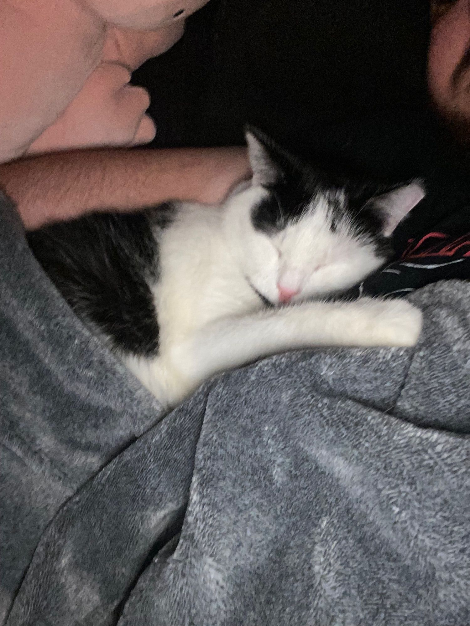 Black and white cat snuggling his owner, the author