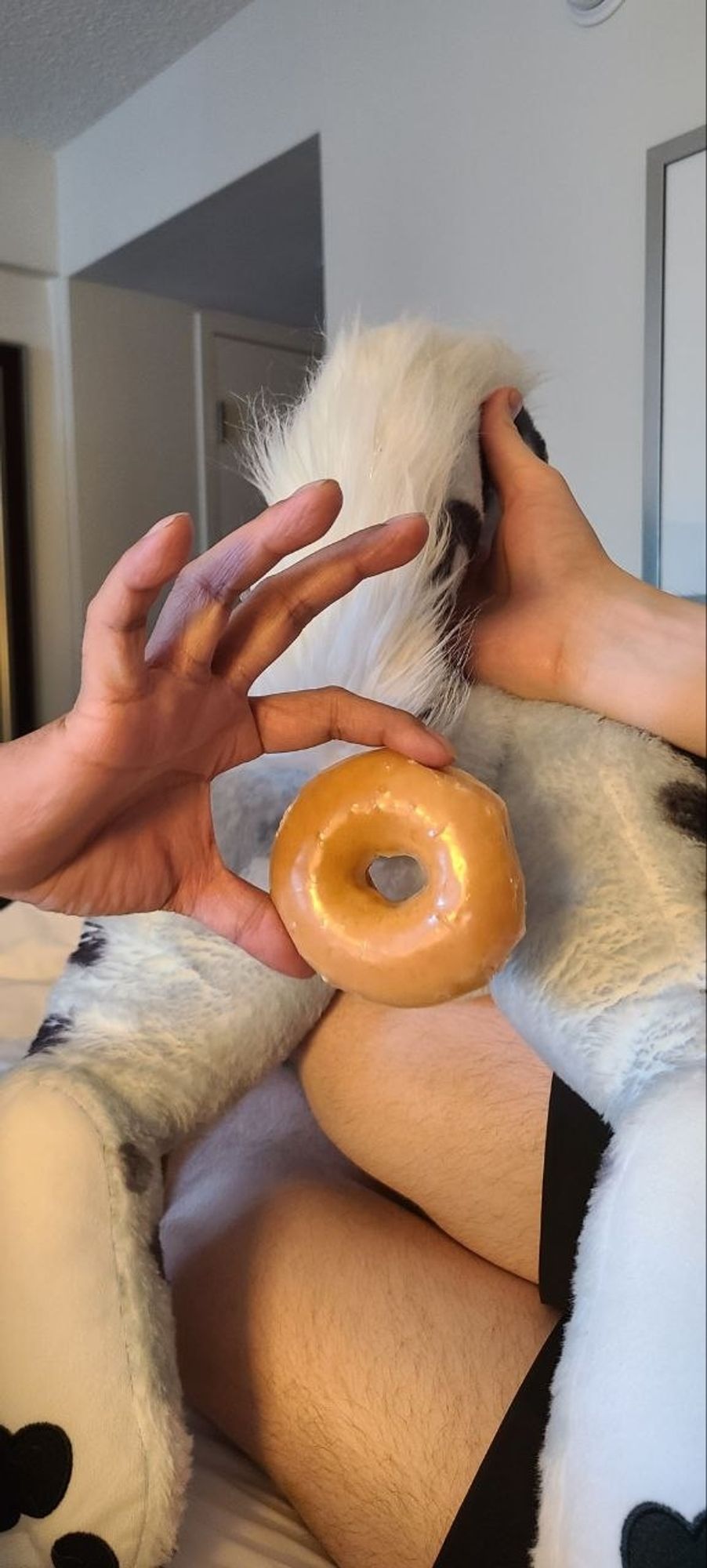 A fresh, warm, original glazed Krispy Kreme donut is held in front of a large, soft, plush snow leopard made by Creep Cat Toys