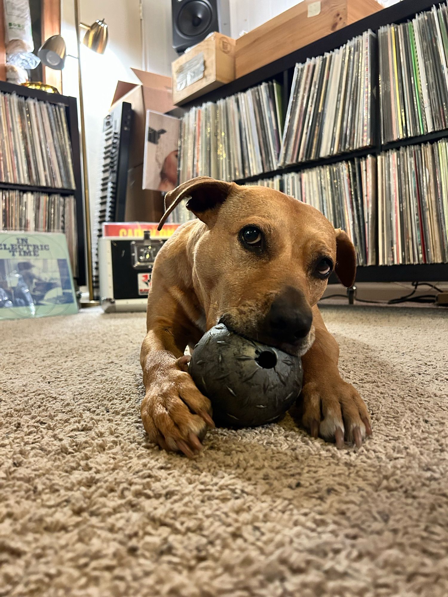 Brown pitbull type dog chewing a ball and laying down in front of a bunch of records. Mitski “be the cowboy” is sticking out in the back. The dog and Mitski are both sickos I can’t lie