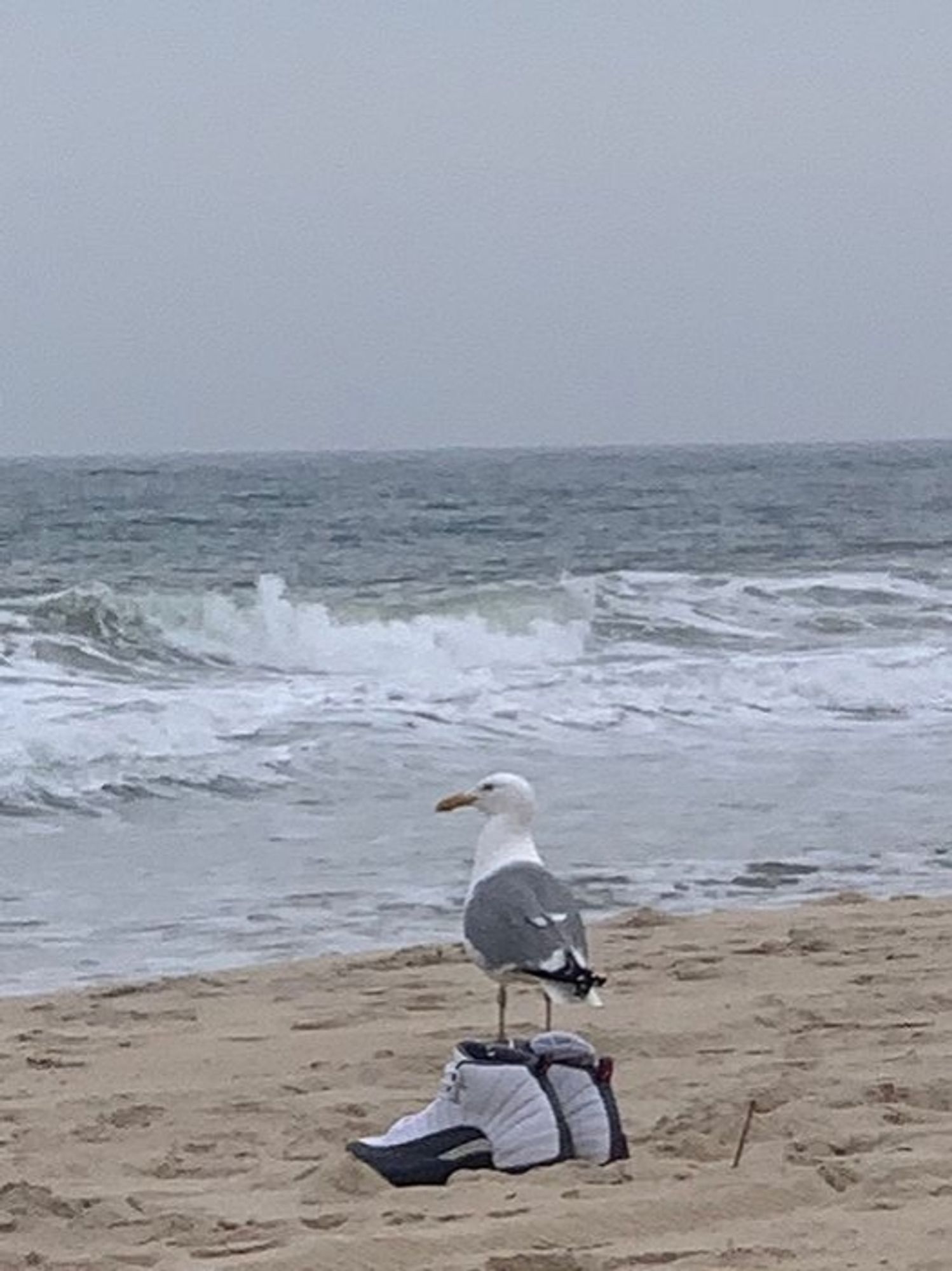 Photo d'un goéland sur une paire de baskets, sur la plage, regardant la mer