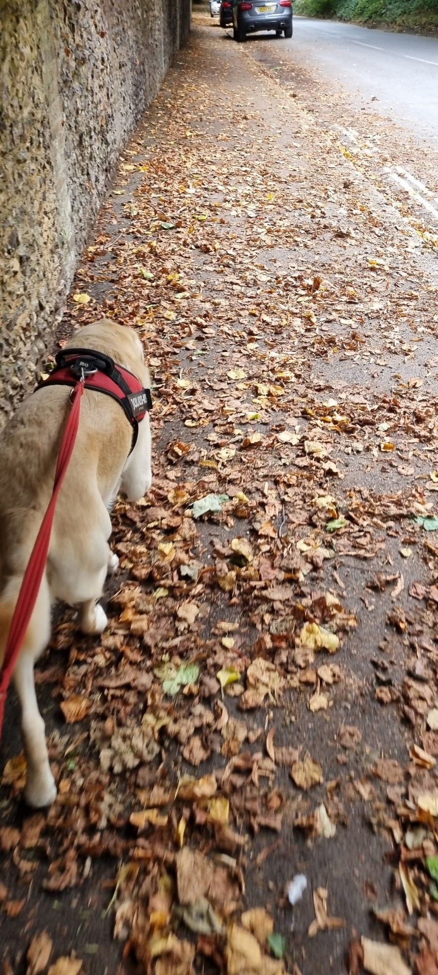 Autumn leaves on dog walk